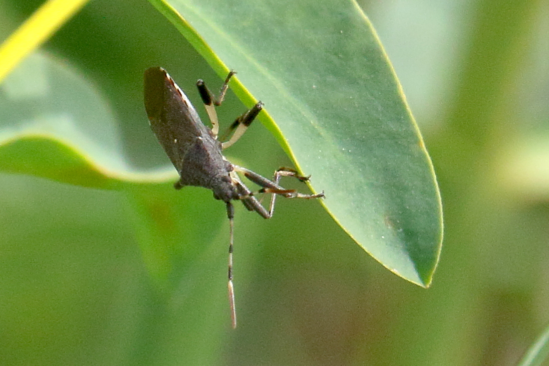 dicranocephalus_medius2bd