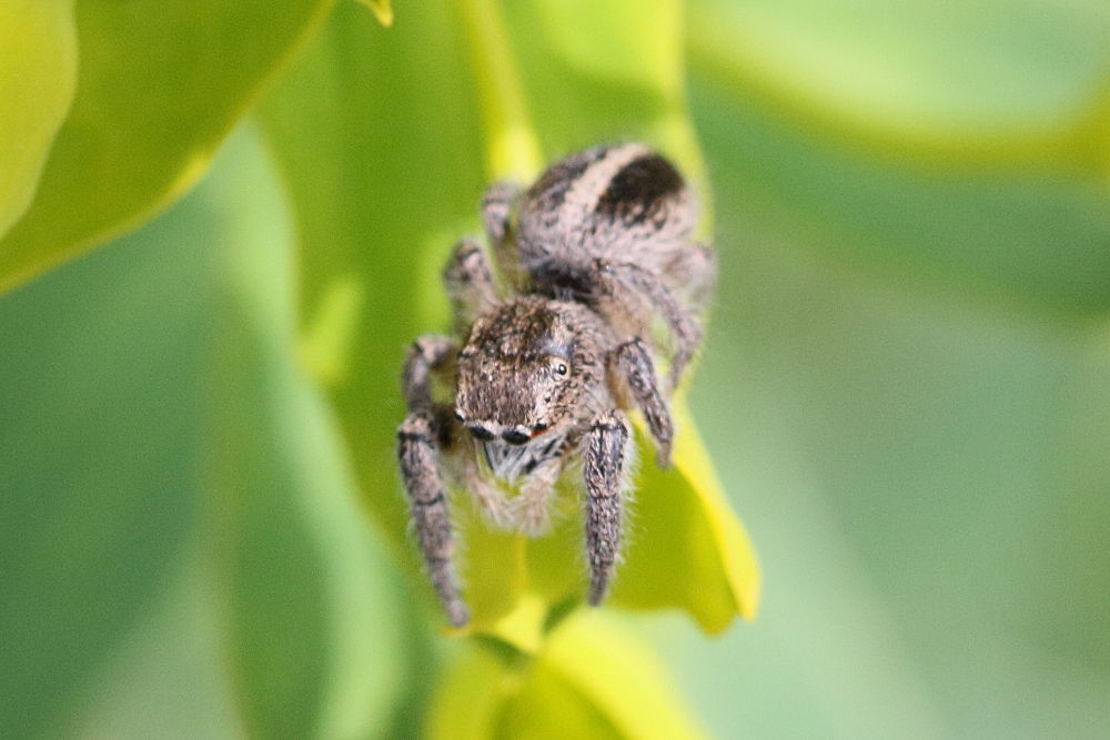 pellenes_diagonalis1md