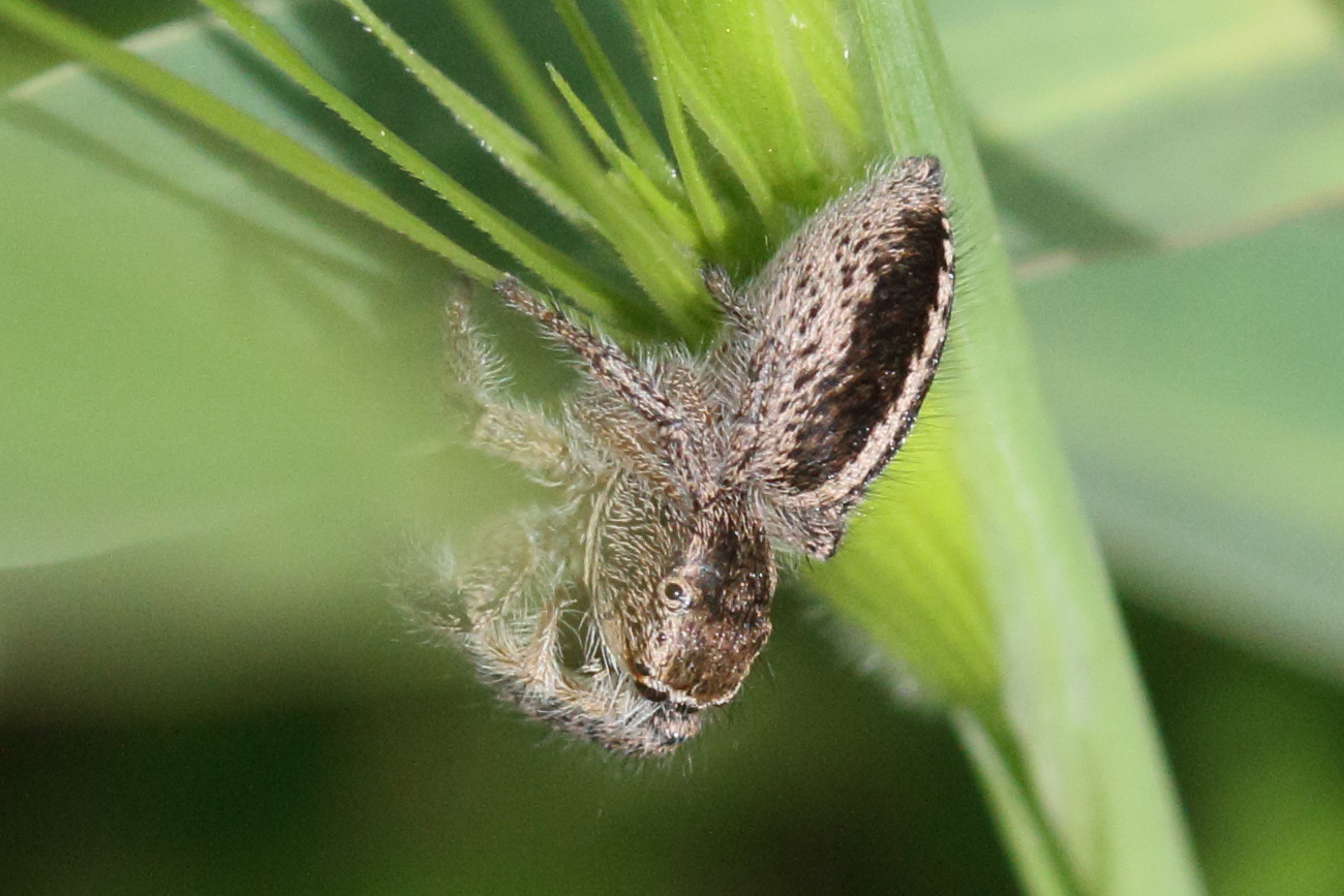 pellenes_diagonalis2md