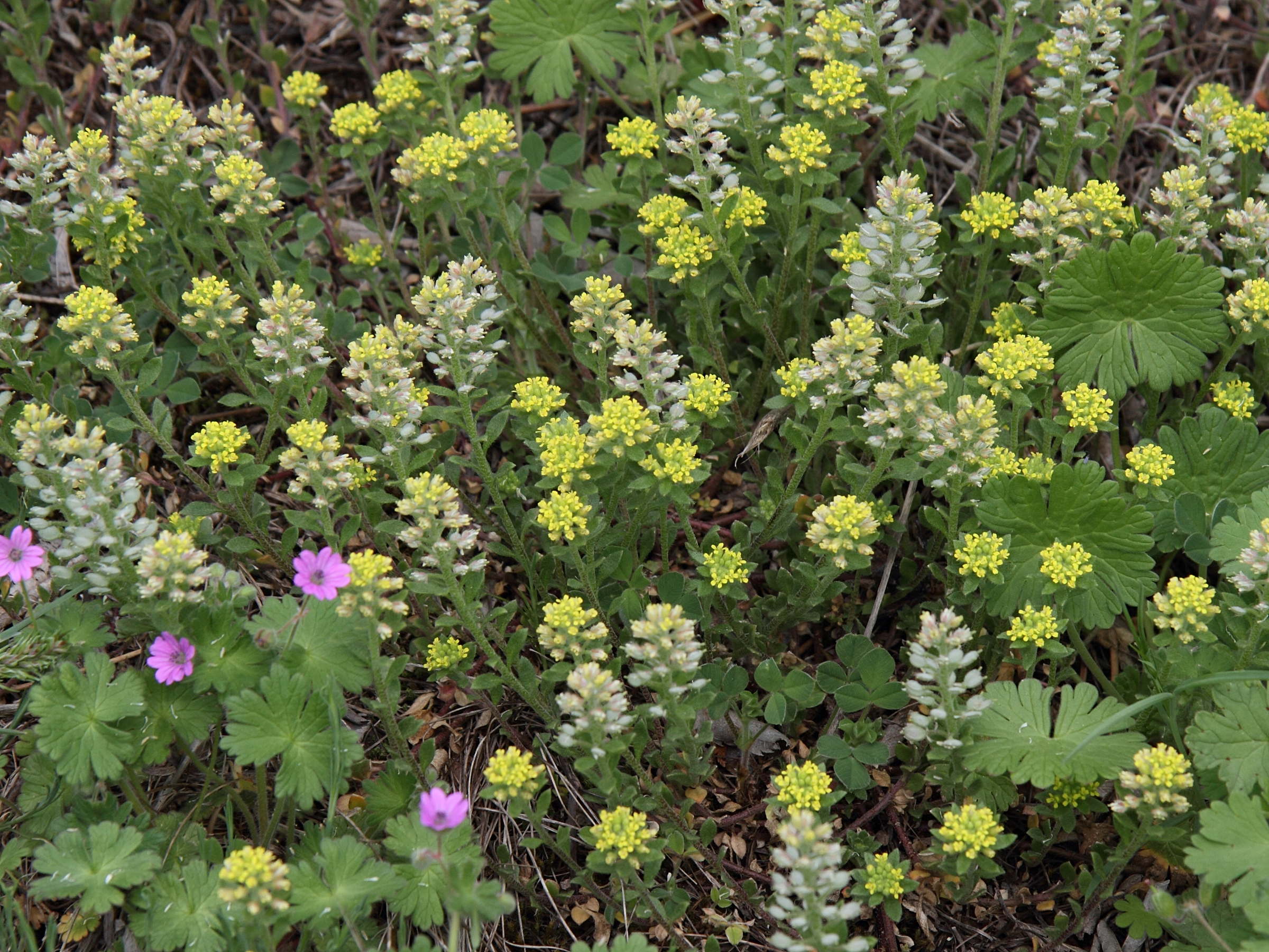 Afficher le média alyssum_campestre1bd alyssum_campestre1bd