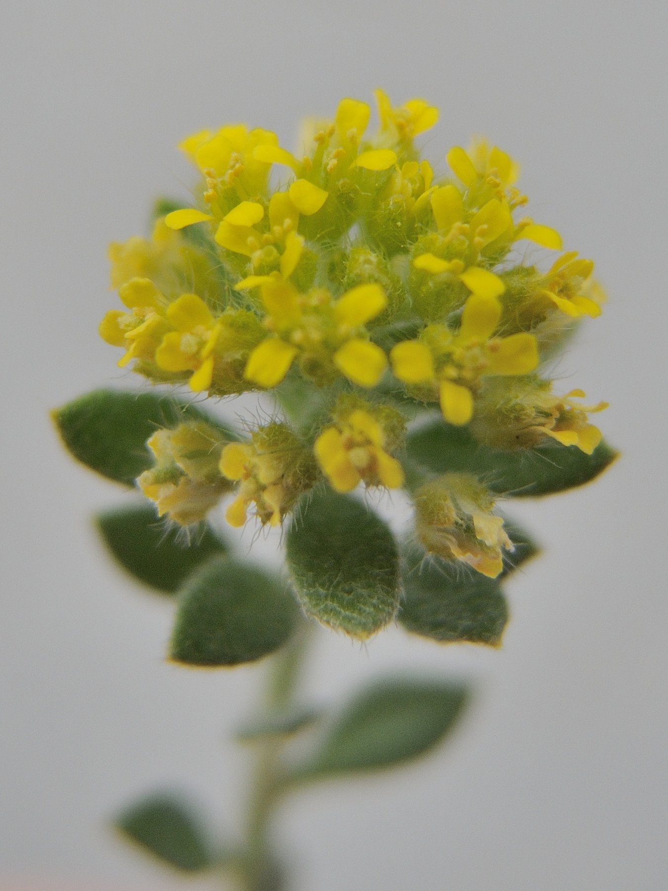 Afficher le média alyssum_campestre2md alyssum_campestre2md