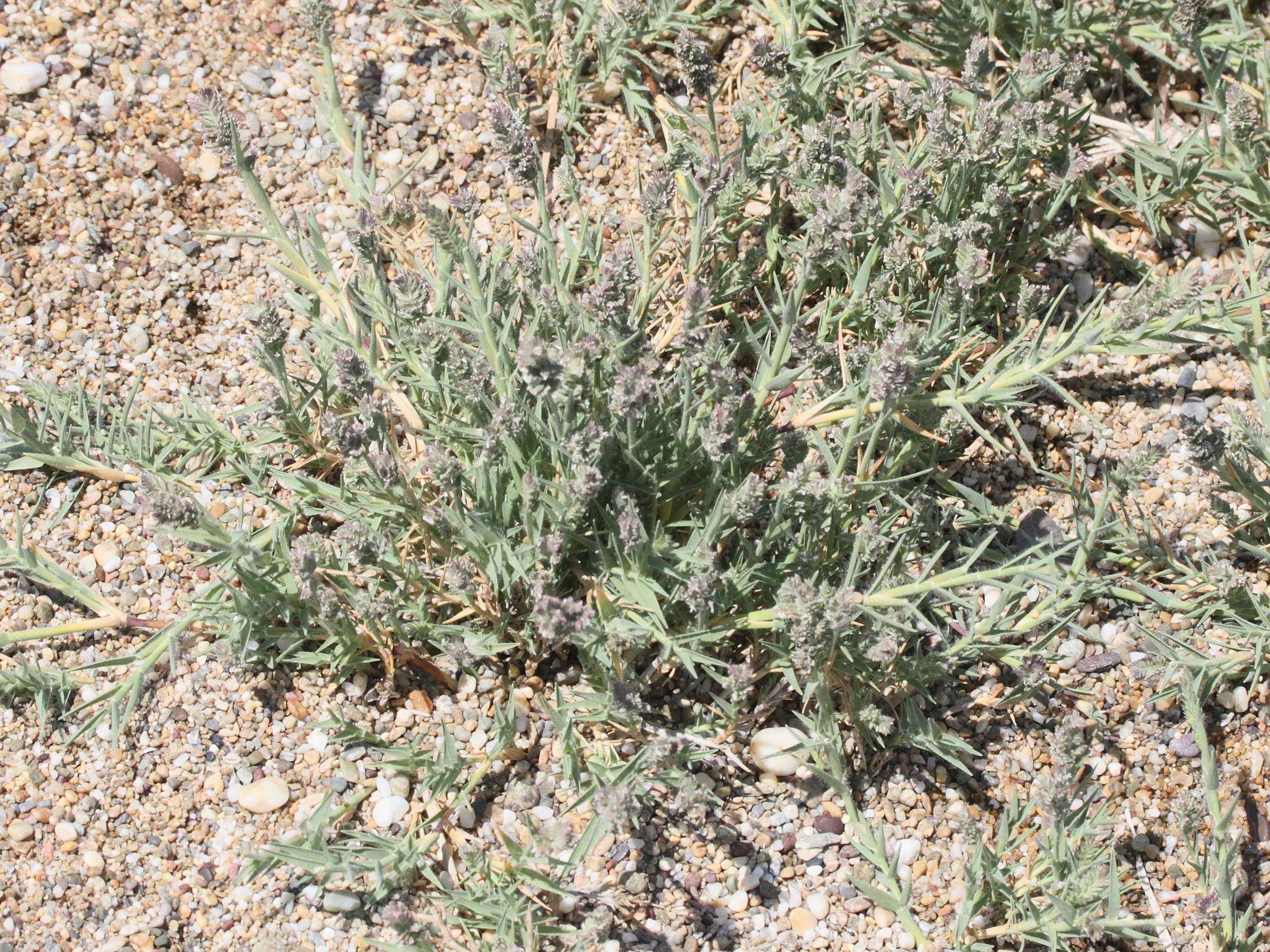 aeluropis_littoralis1md