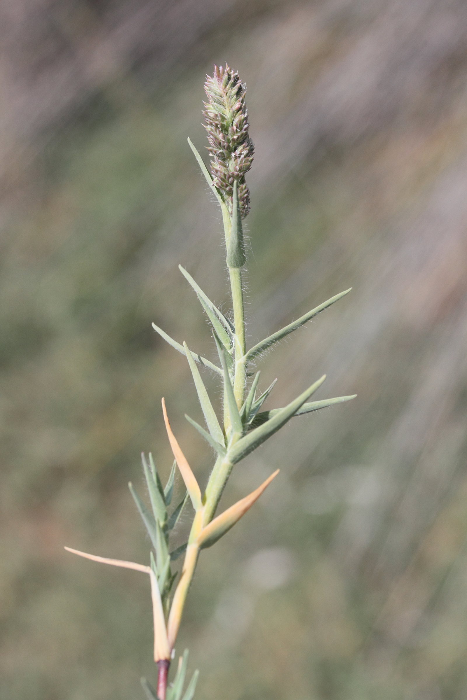 aeluropis_littoralis2md