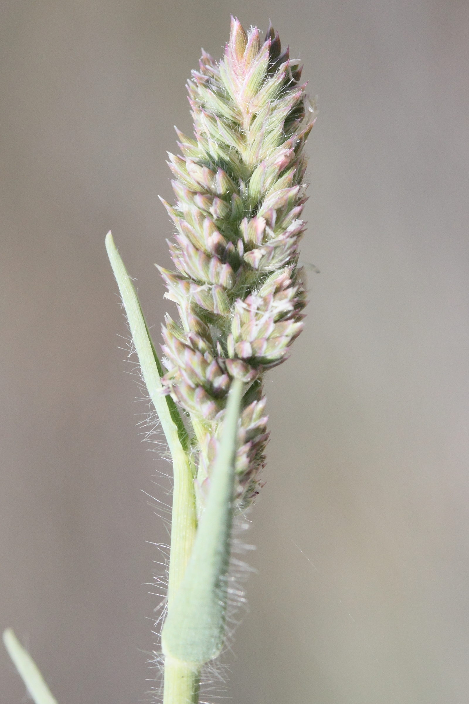 aeluropis_littoralis3md