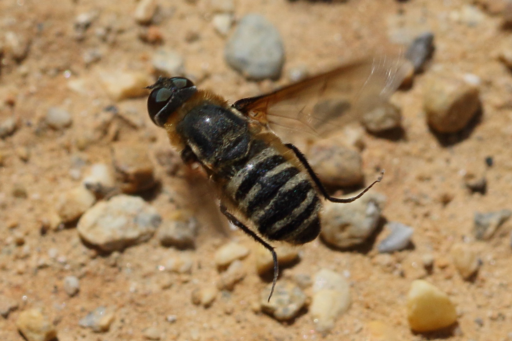 thyridanthrax_elegans1bd