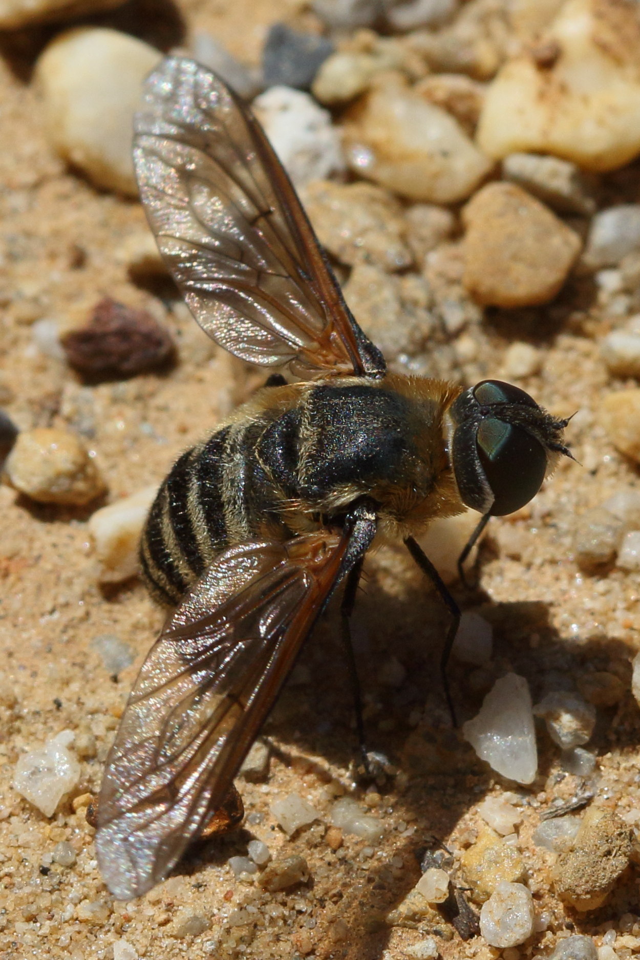 thyridanthrax_elegans2bd