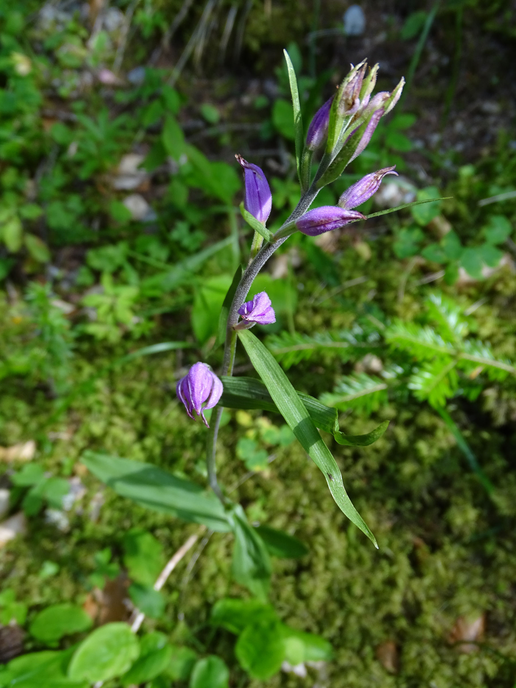 cephalanthera_rubra3mv