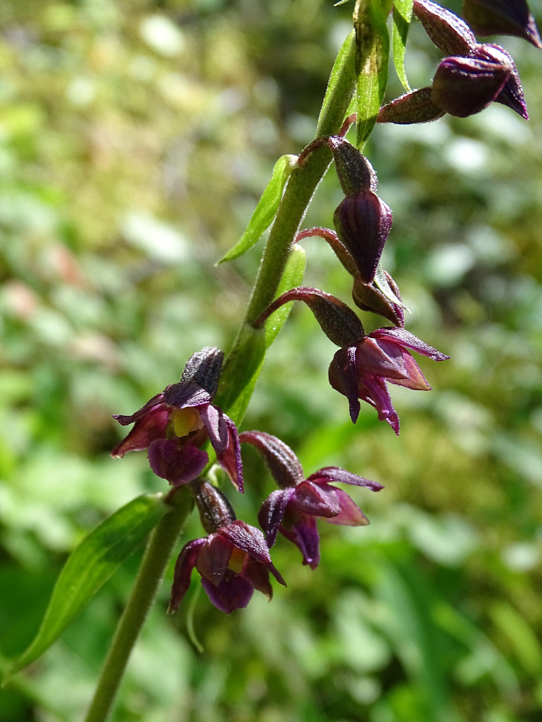 epipactis_atrorubens5mv