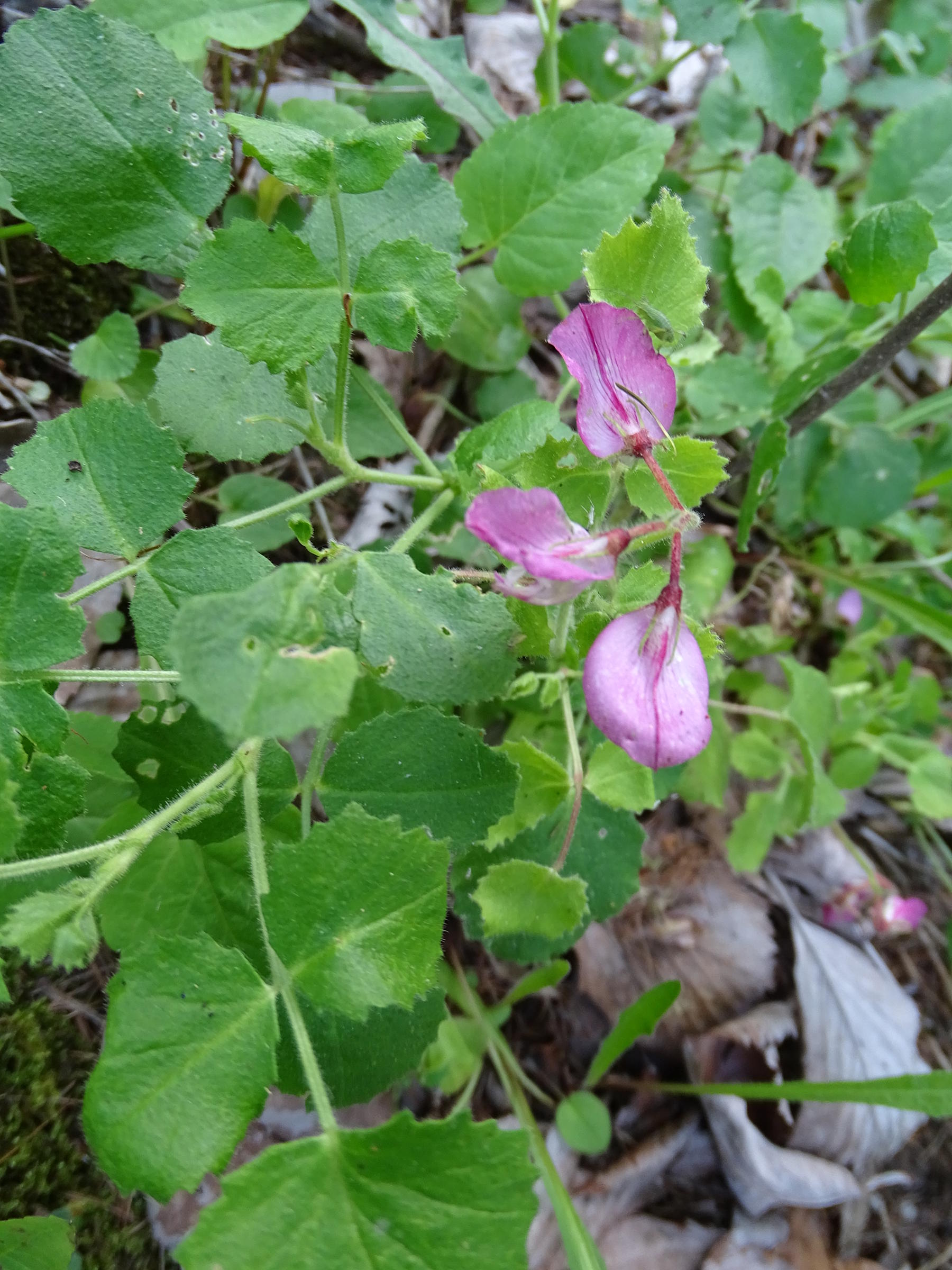 Afficher le média ononis_rotundifolia4mv ononis_rotundifolia4mv