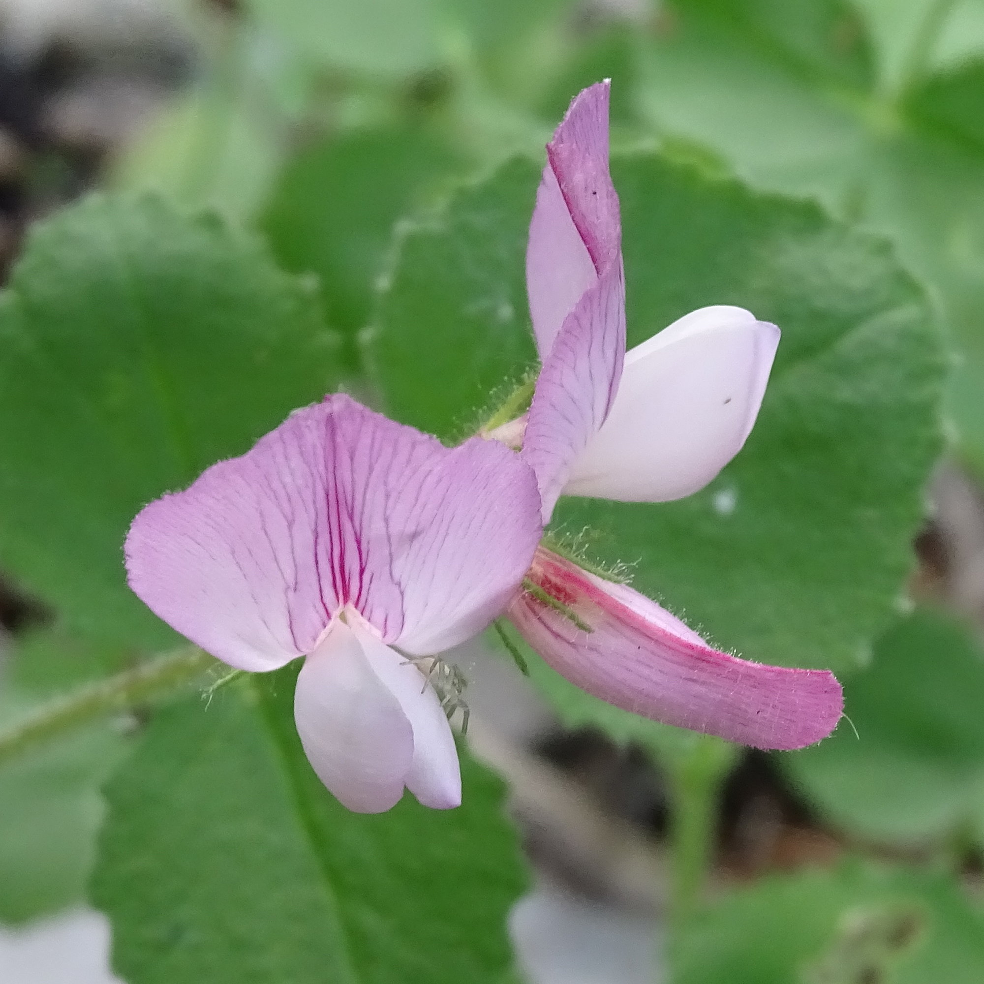 Afficher le média ononis_rotundifolia5mv ononis_rotundifolia5mv