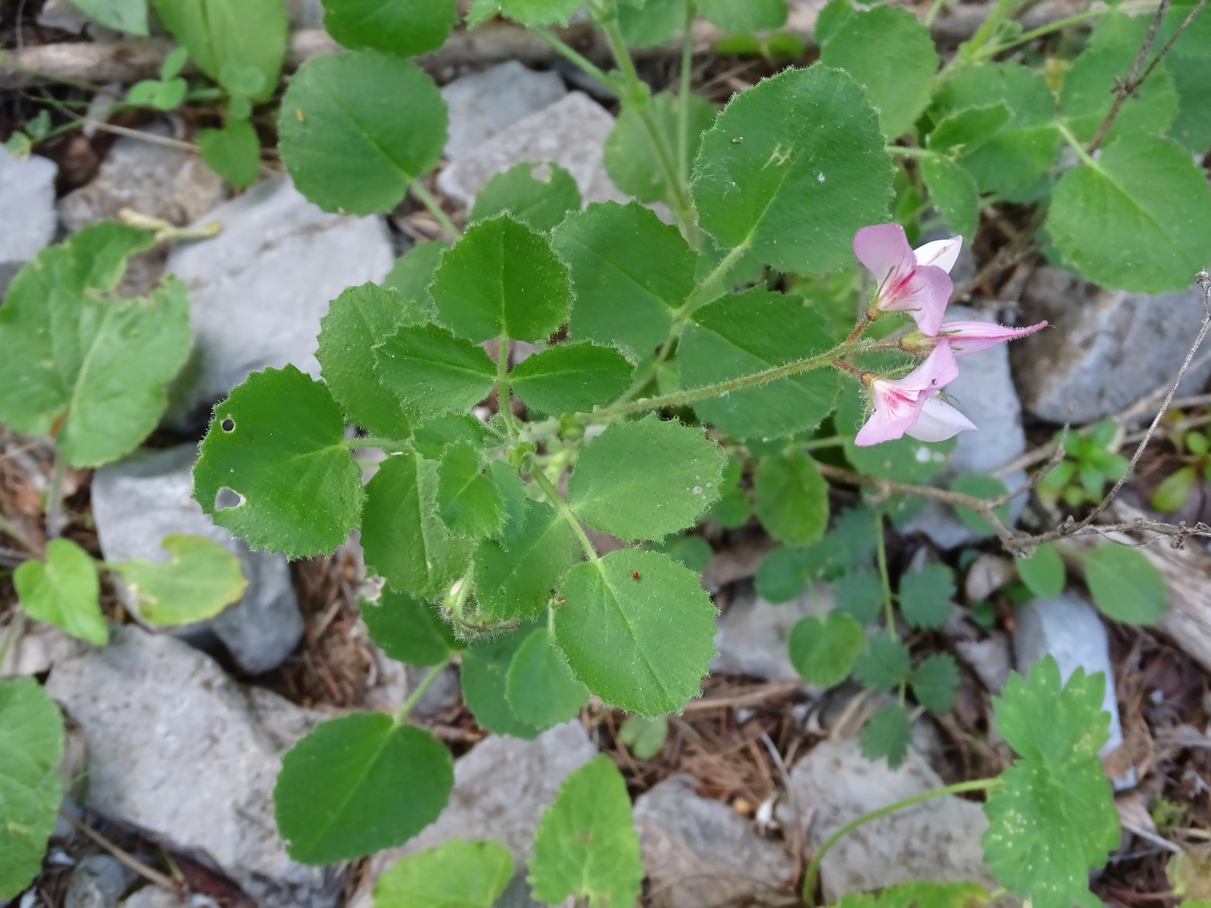 Afficher le média ononis_rotundifolia6mv ononis_rotundifolia6mv