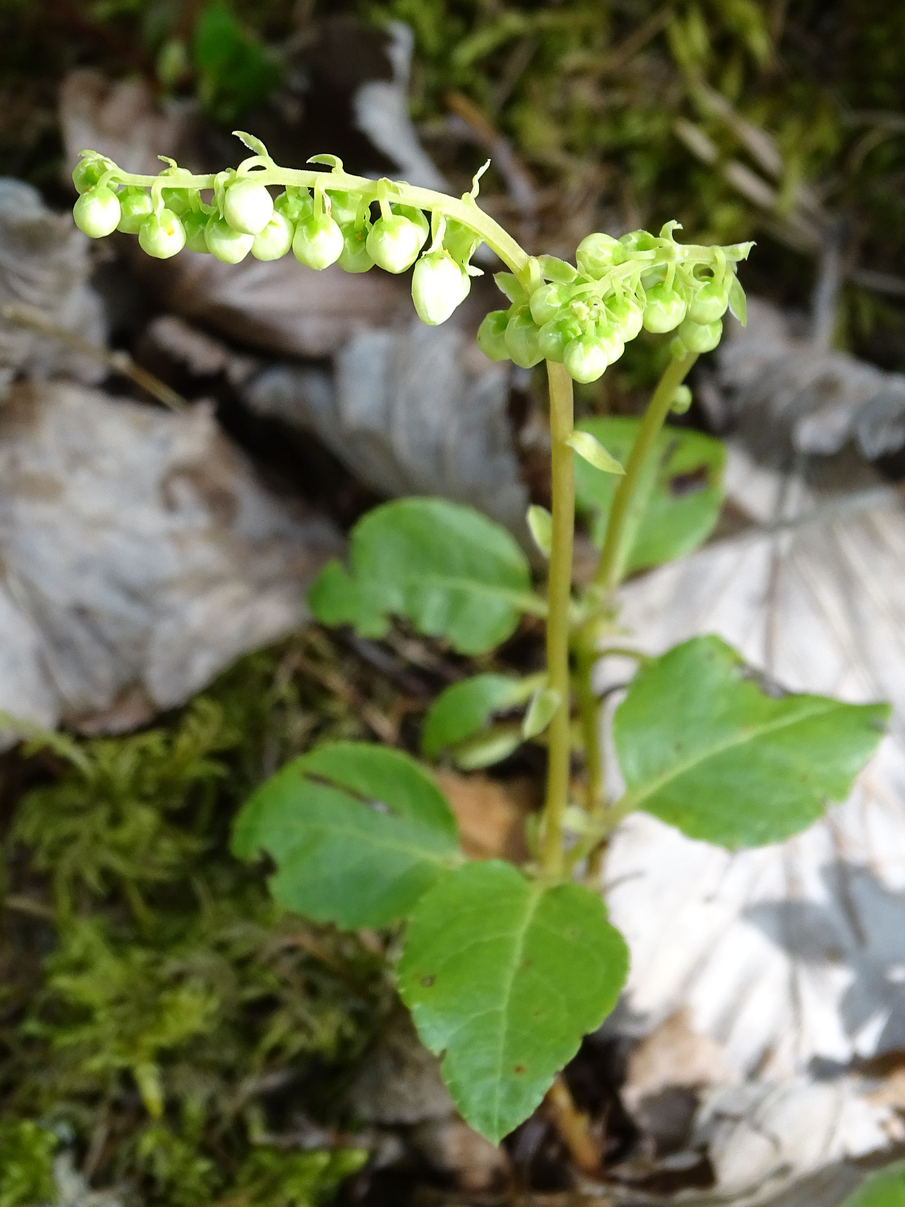 Afficher le média orthilia_secunda4mv orthilia_secunda4mv