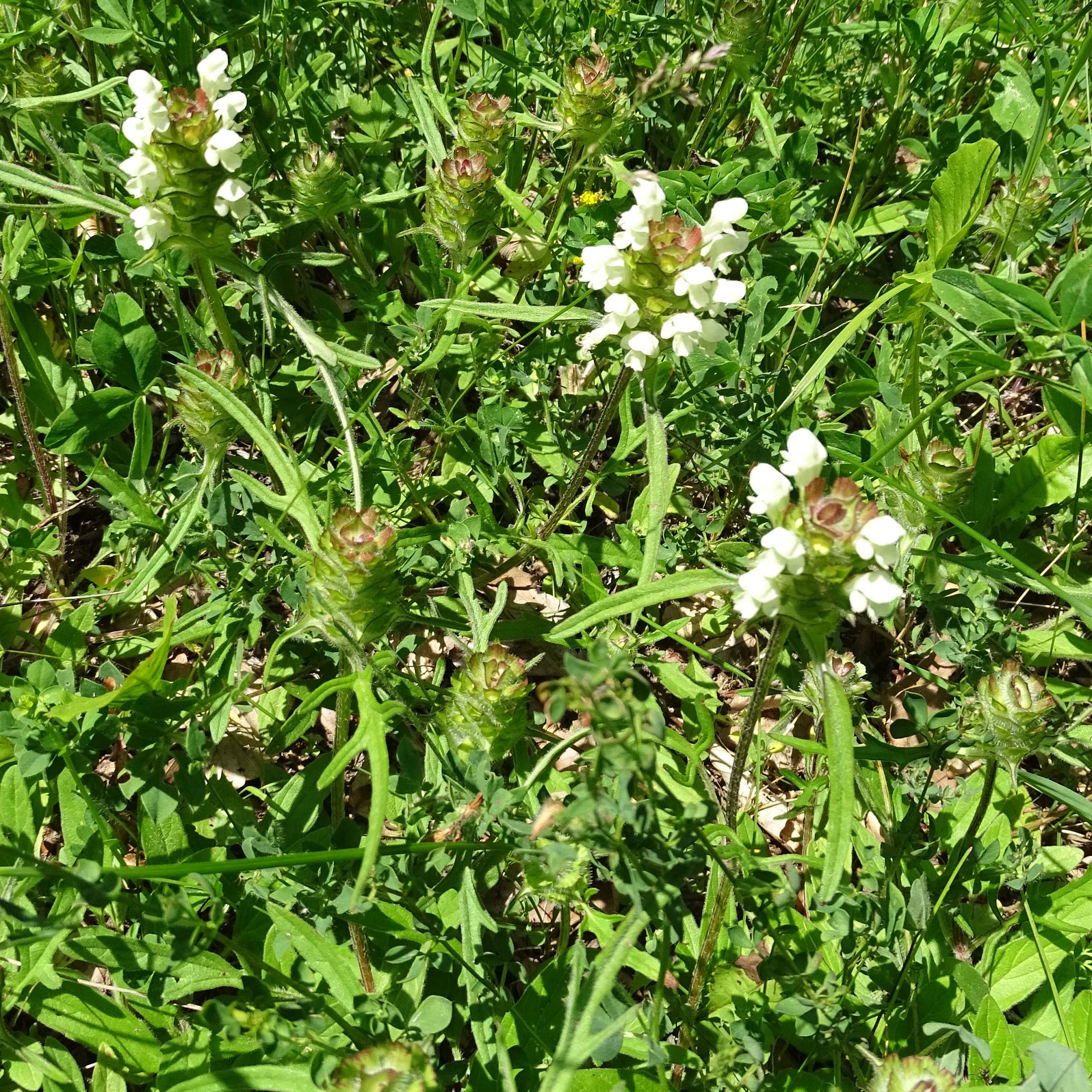 Afficher le média prunella_laciniata1mv prunella_laciniata1mv