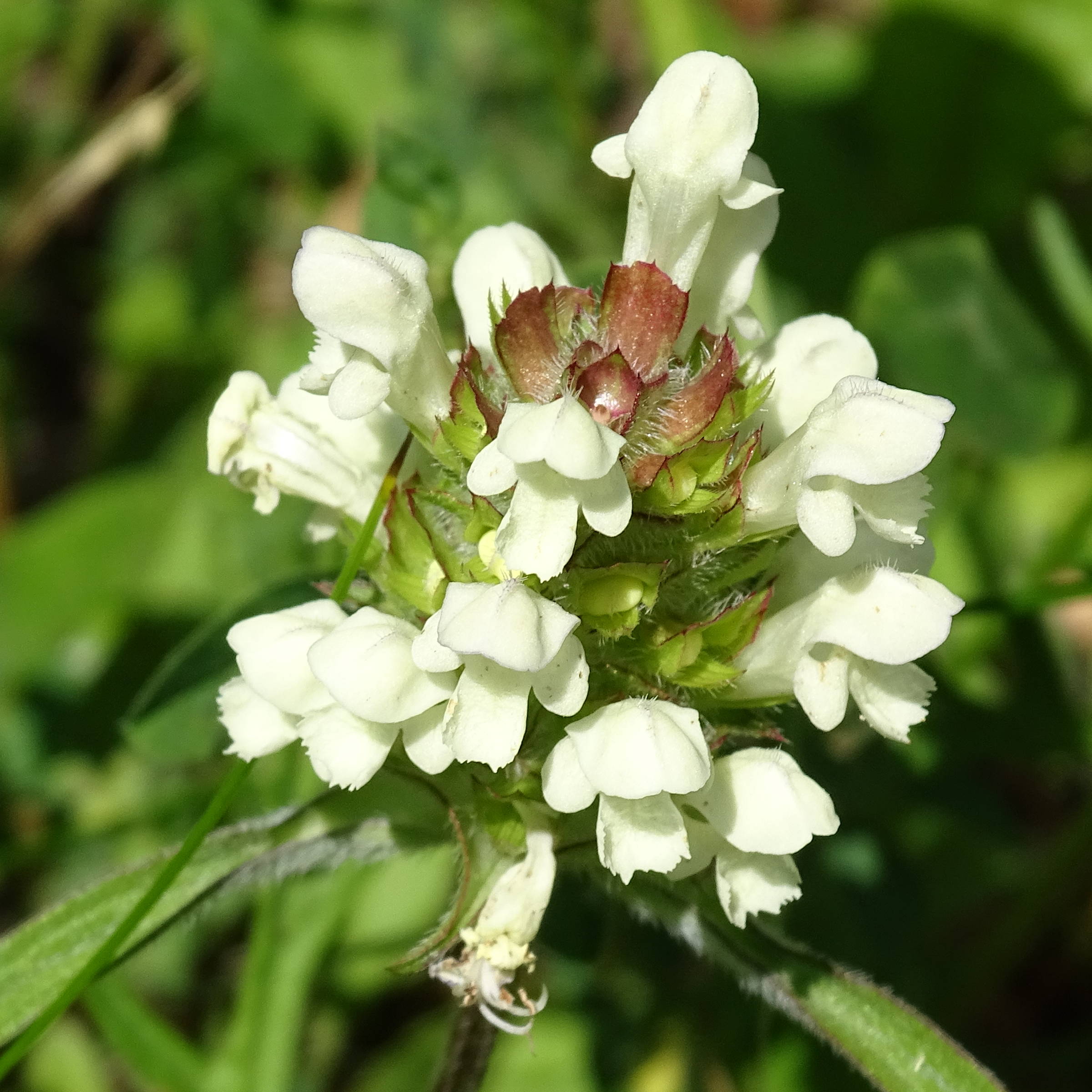 Afficher le média prunella_laciniata2mv prunella_laciniata2mv