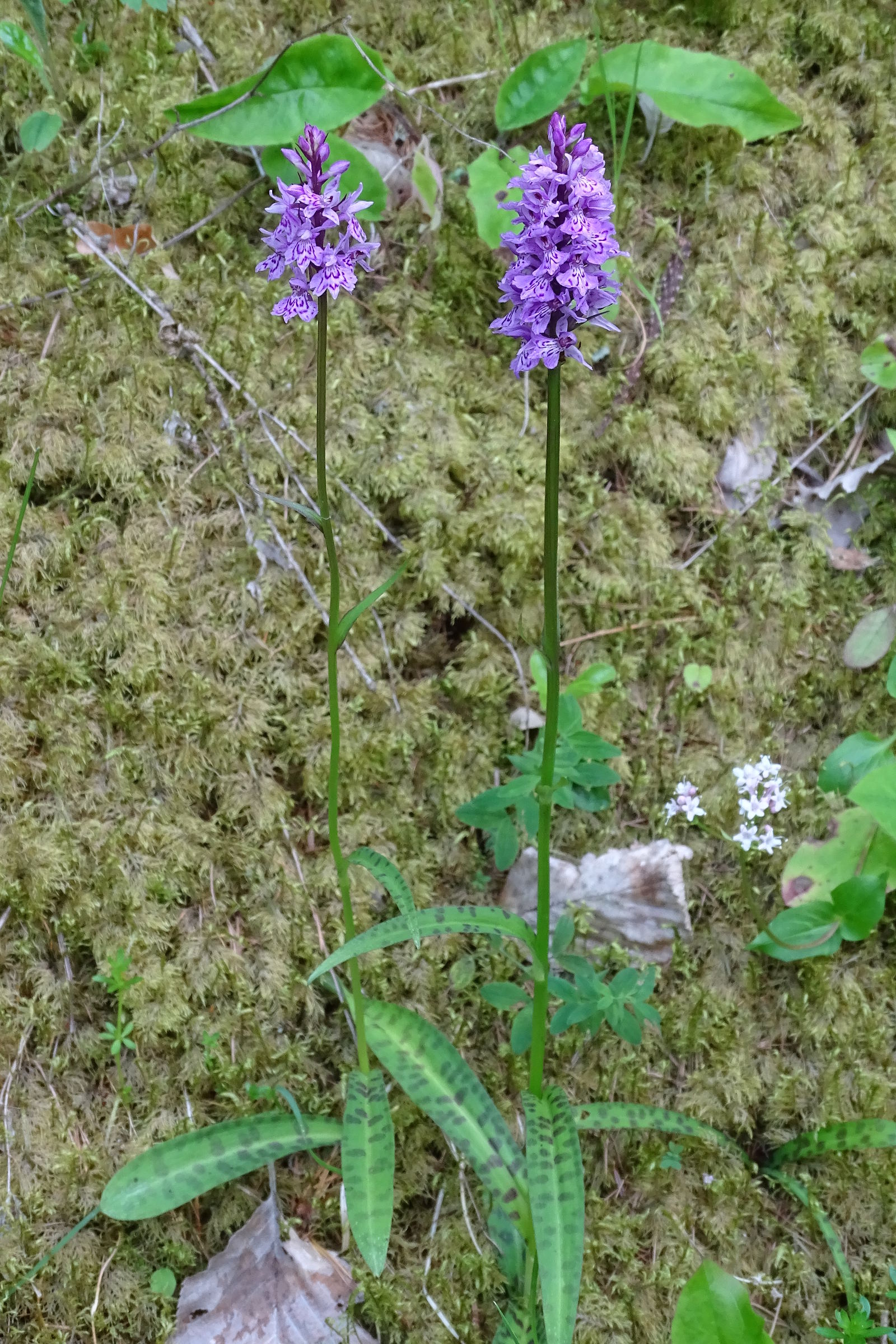 dactylorhiza_fuchsii6mv