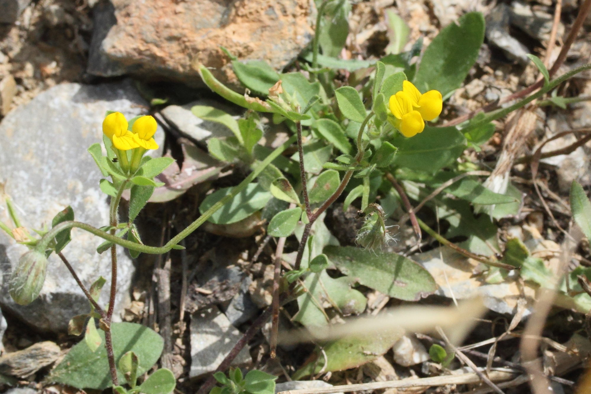 Afficher le média lotus_ornithopodioides1md lotus_ornithopodioides1md