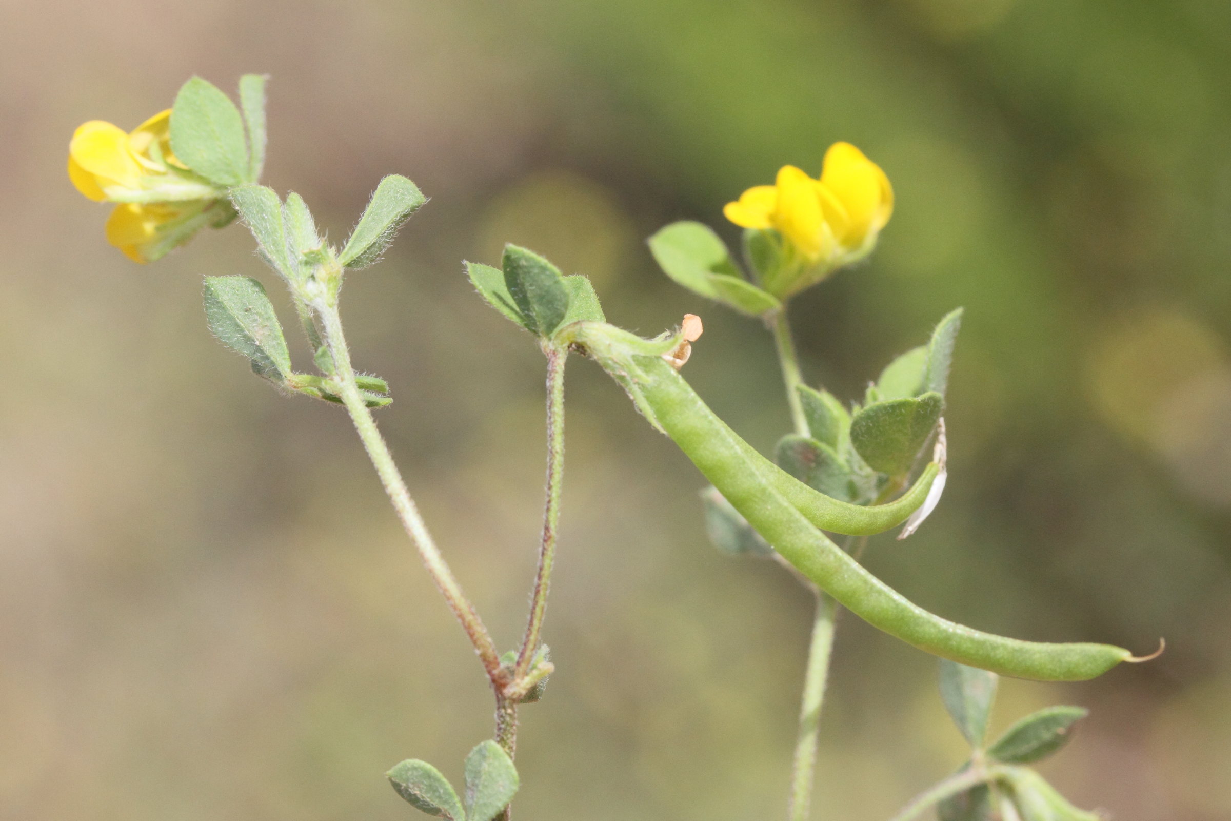 Afficher le média lotus_ornithopodioides2md lotus_ornithopodioides2md