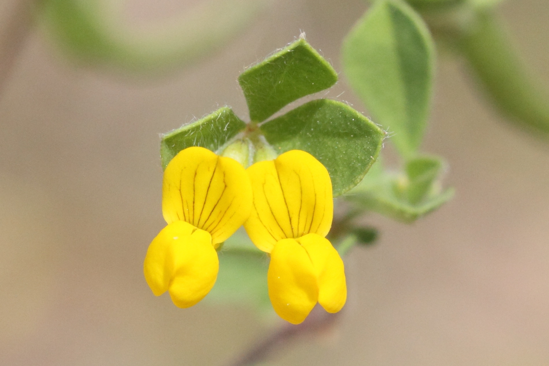 Afficher le média lotus_ornithopodioides3md lotus_ornithopodioides3md