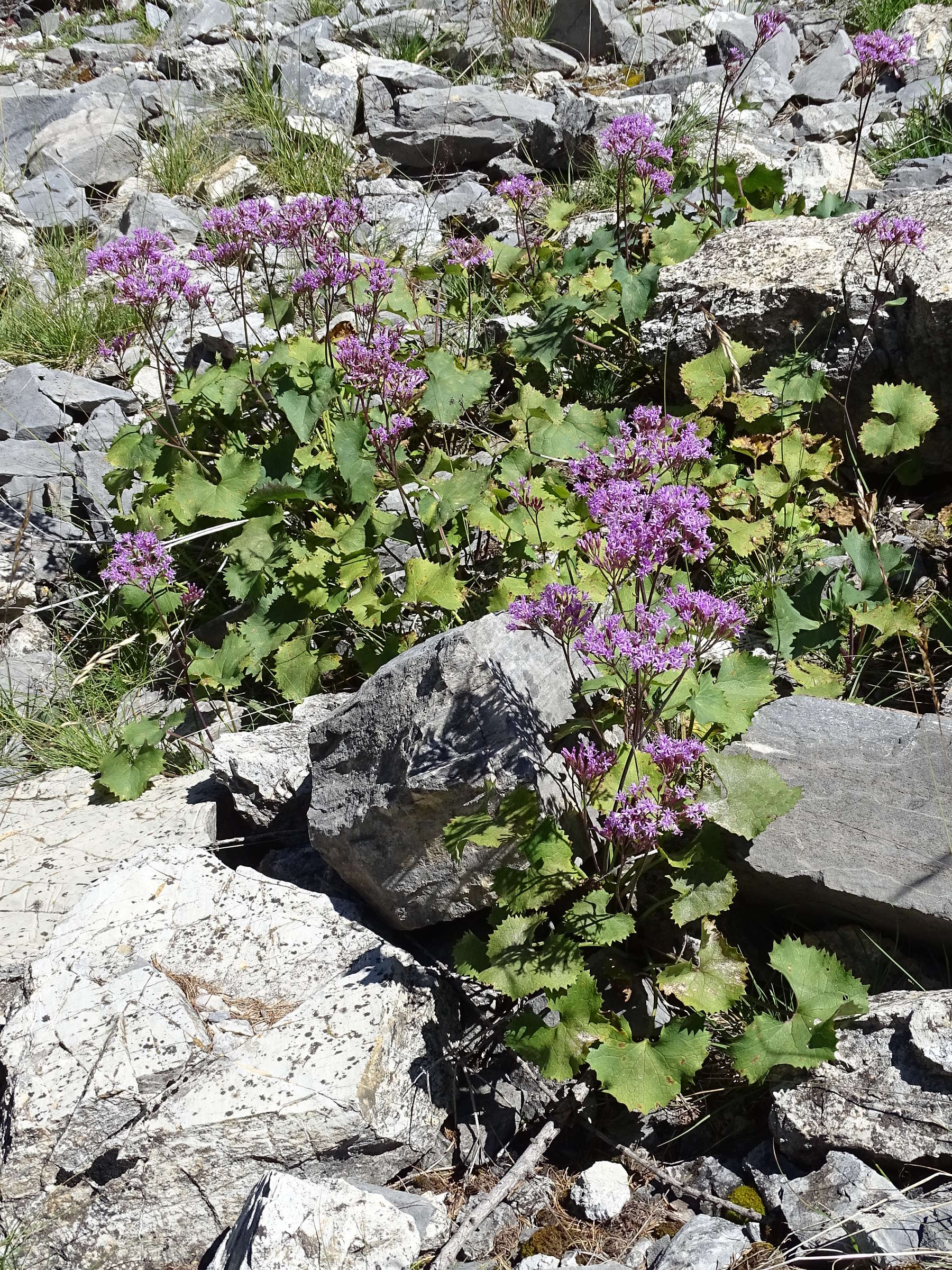 adenostyles_alpina_alpina4mv