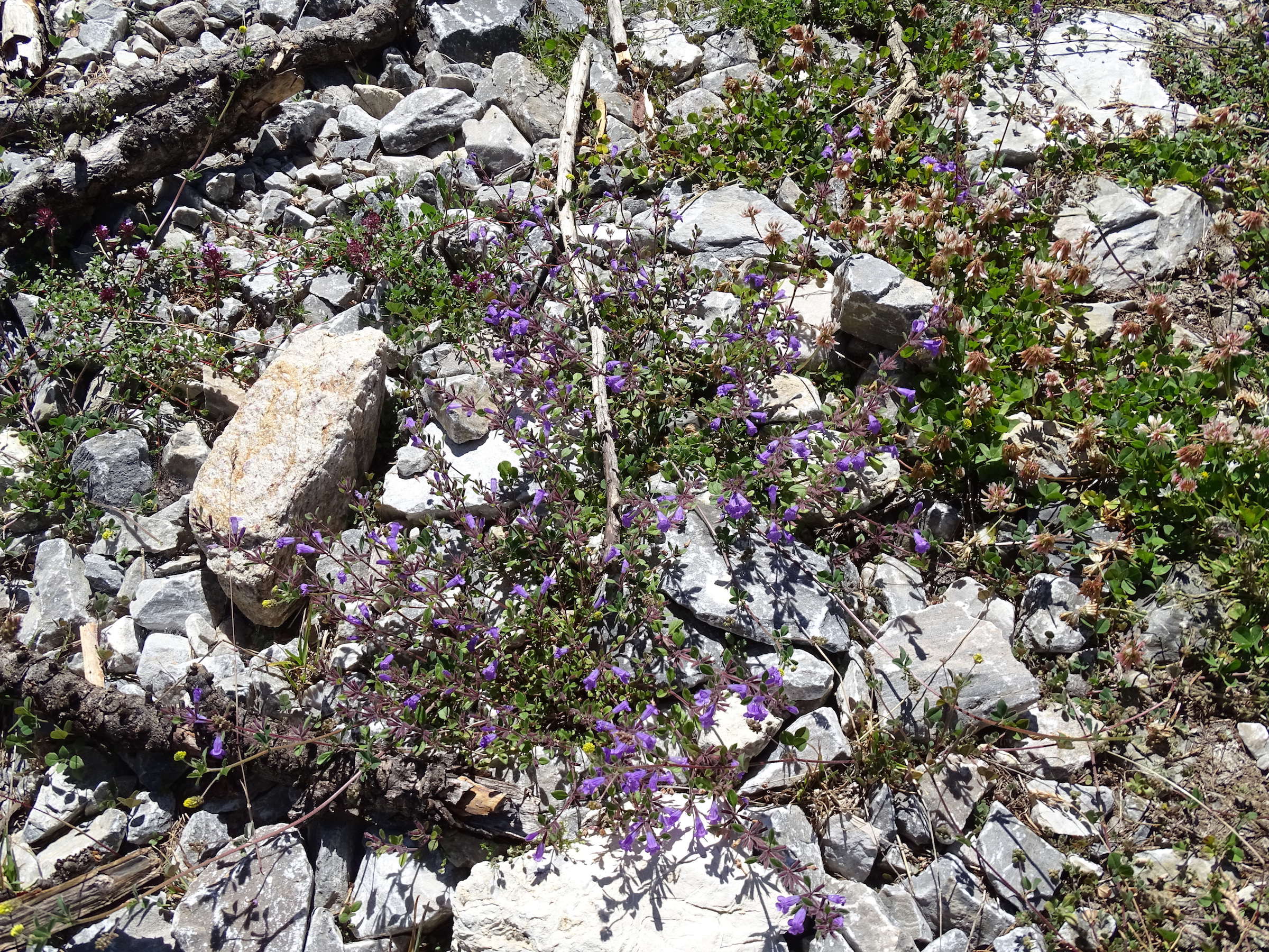 Afficher le média clinopodium_alpinum4mv clinopodium_alpinum4mv