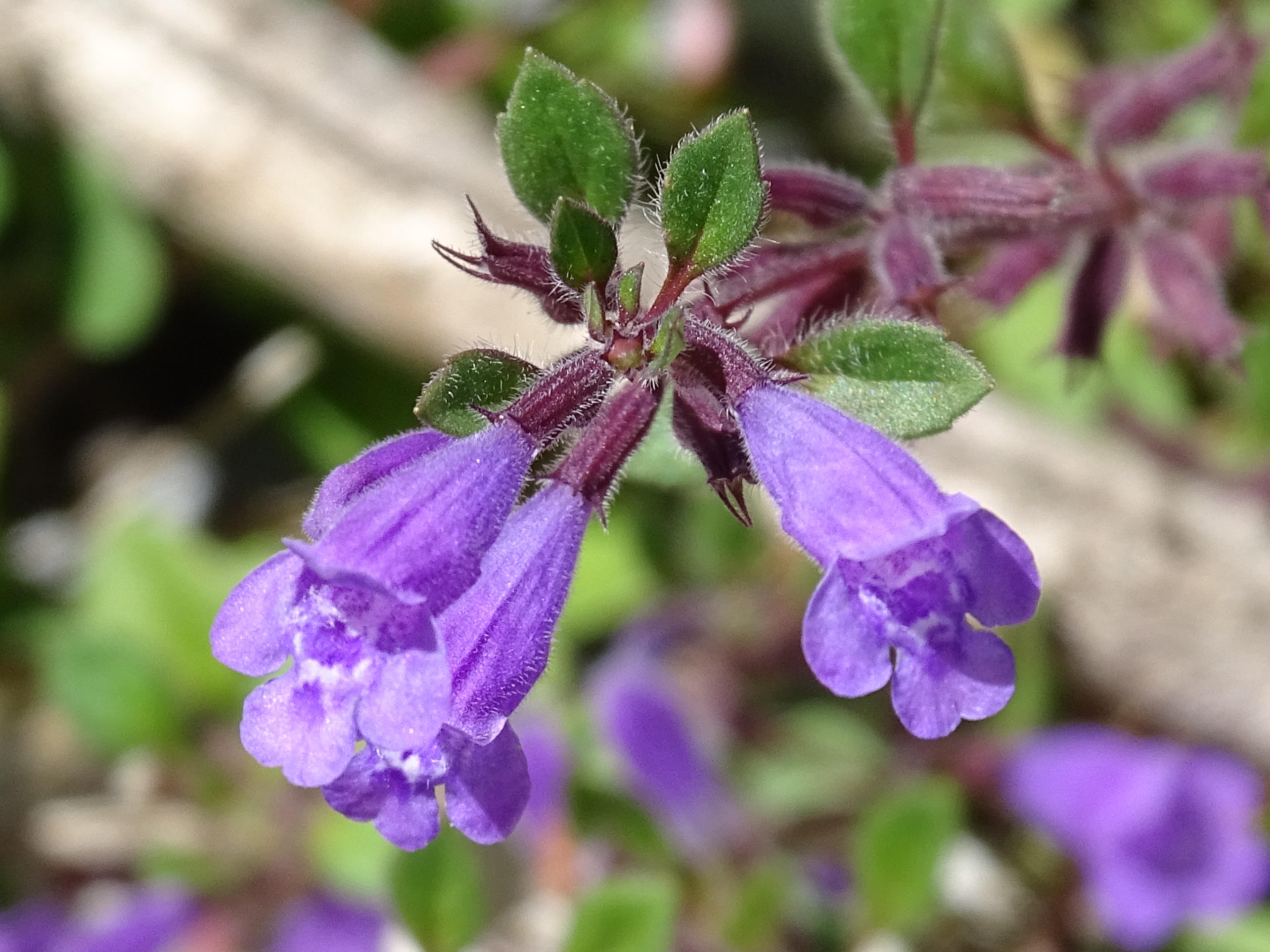 Afficher le média clinopodium_alpinum5mv clinopodium_alpinum5mv