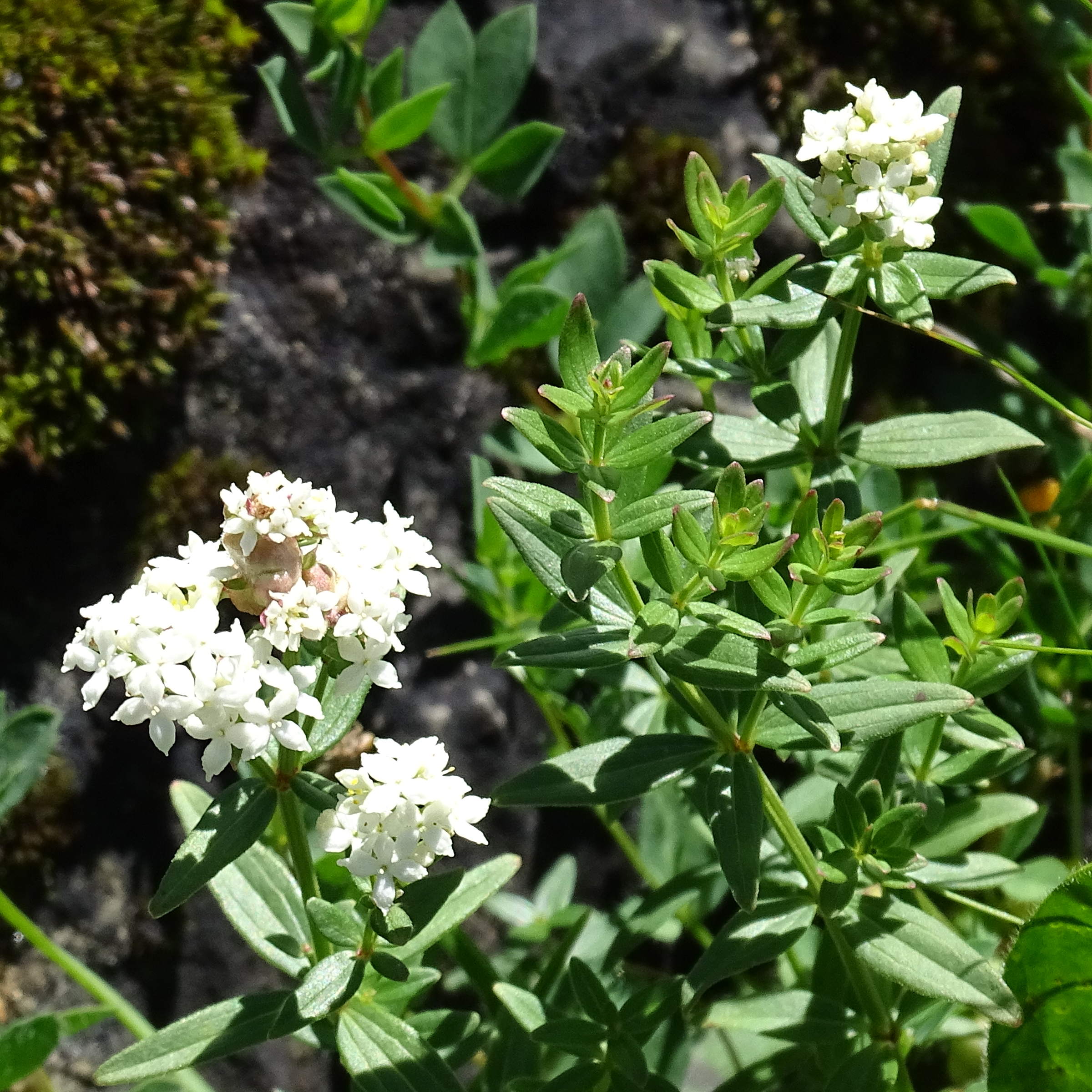 galium_boreale4mv