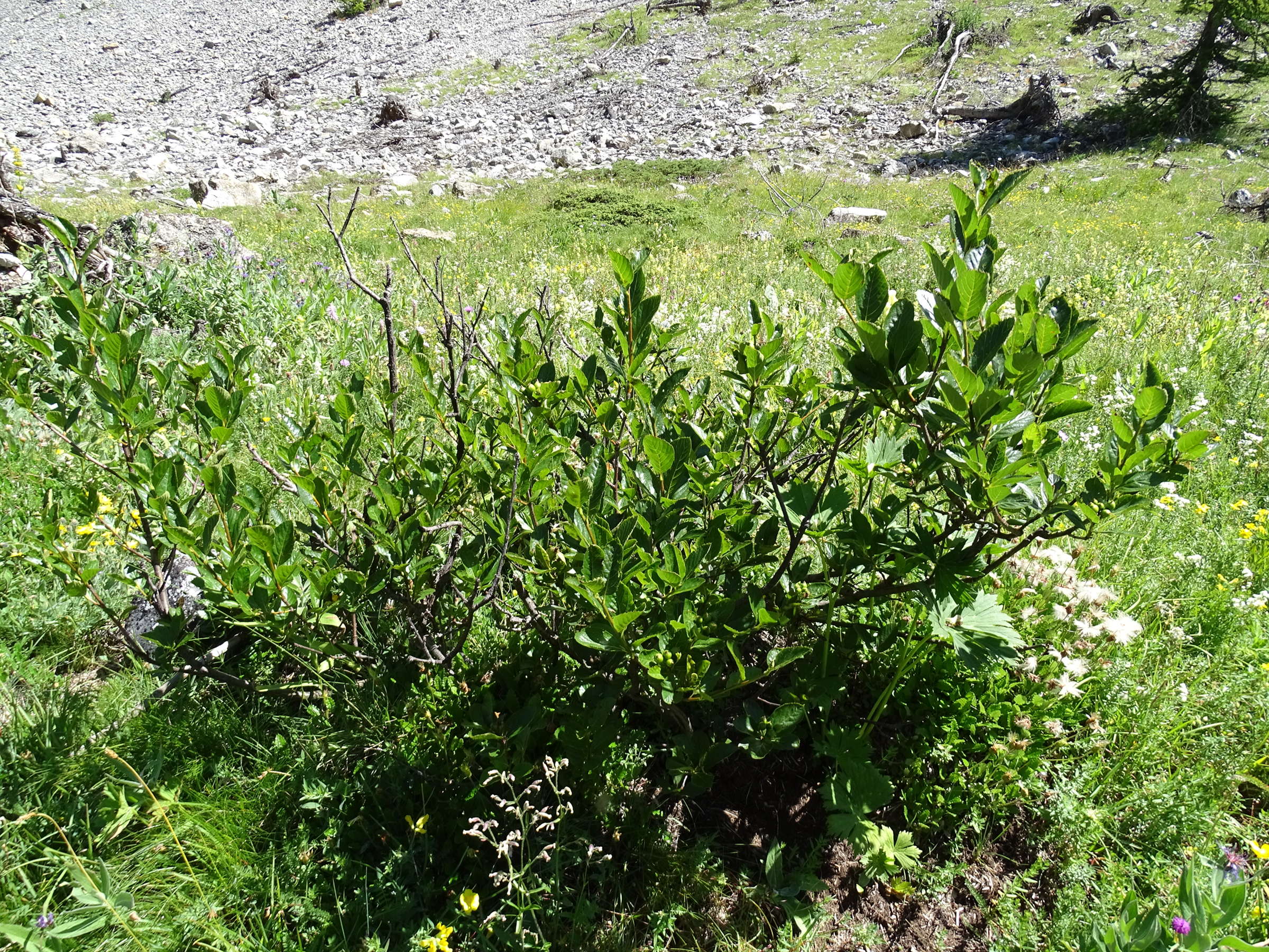 sorbus_chamaespilus3mv