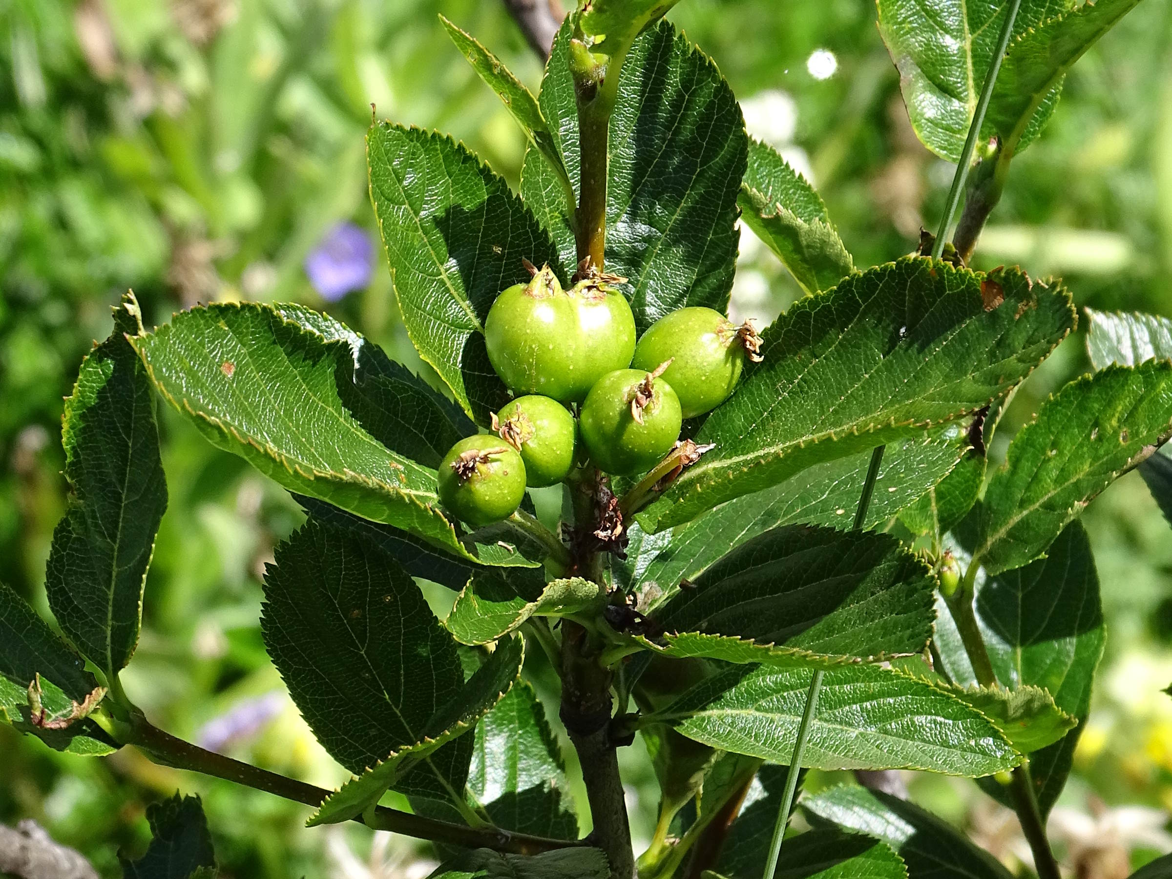 sorbus_chamaespilus4mv