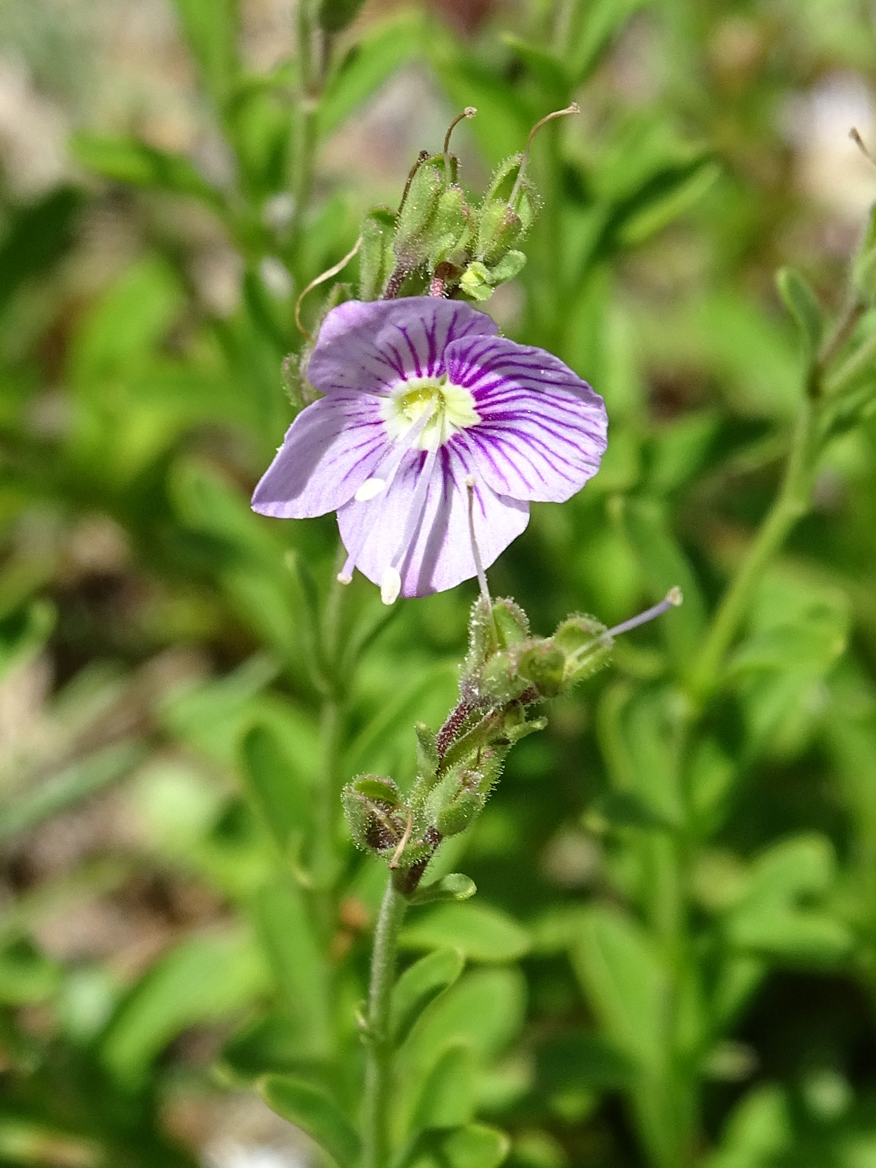 veronica_fruticulosa4mv
