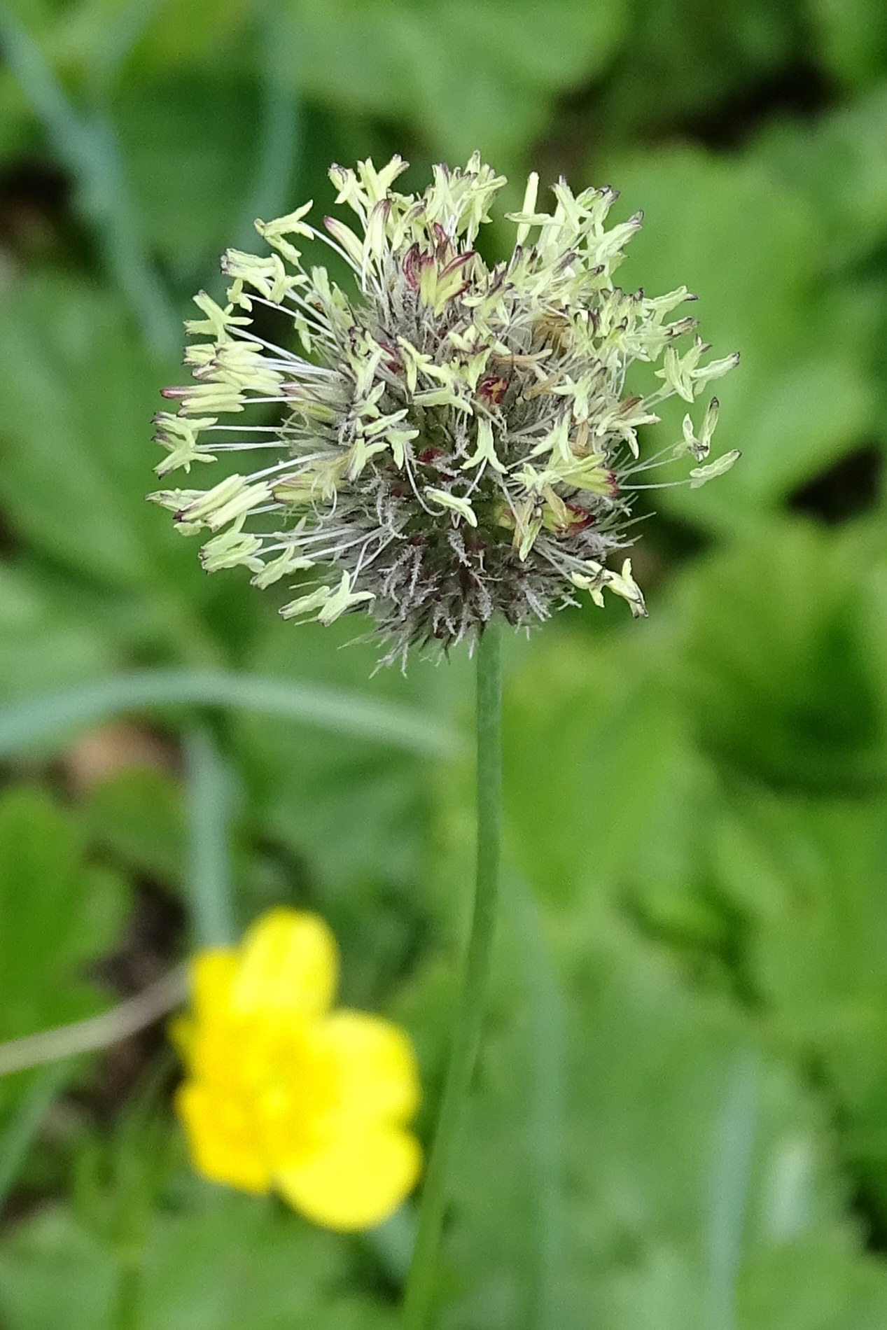 alopecurus_gerardii8mv