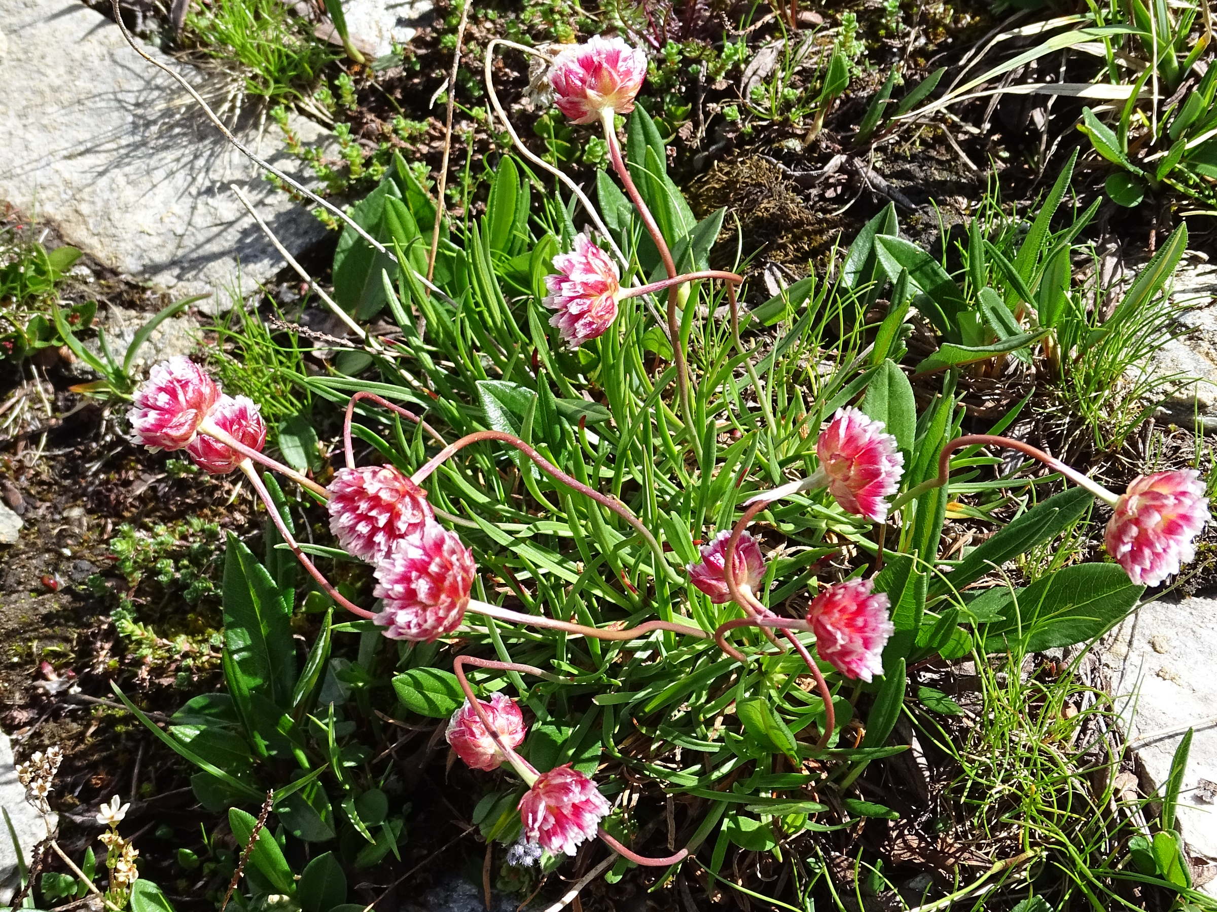 Afficher le média armeria_alpina5mv armeria_alpina5mv