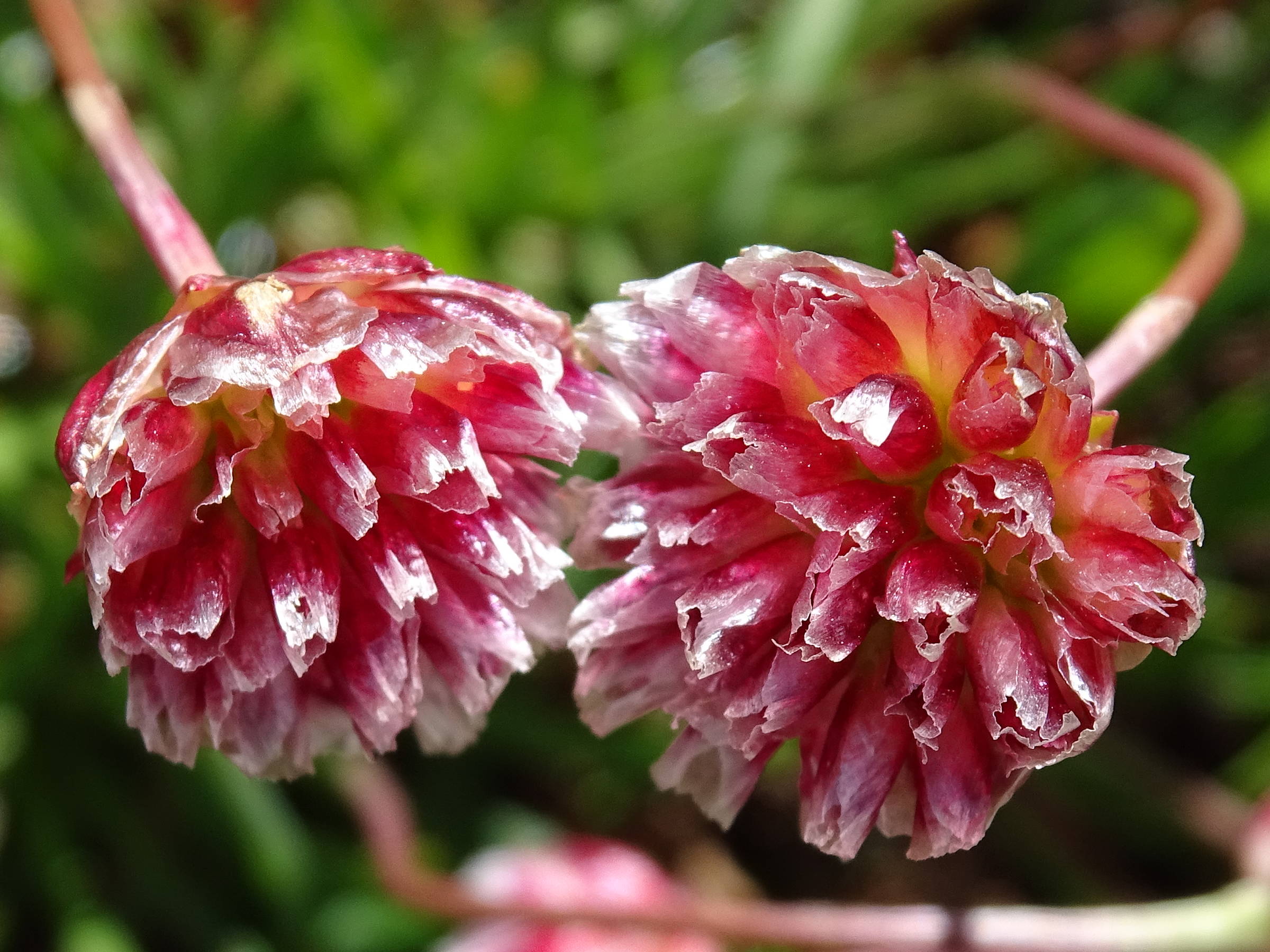 Afficher le média armeria_alpina6mv armeria_alpina6mv