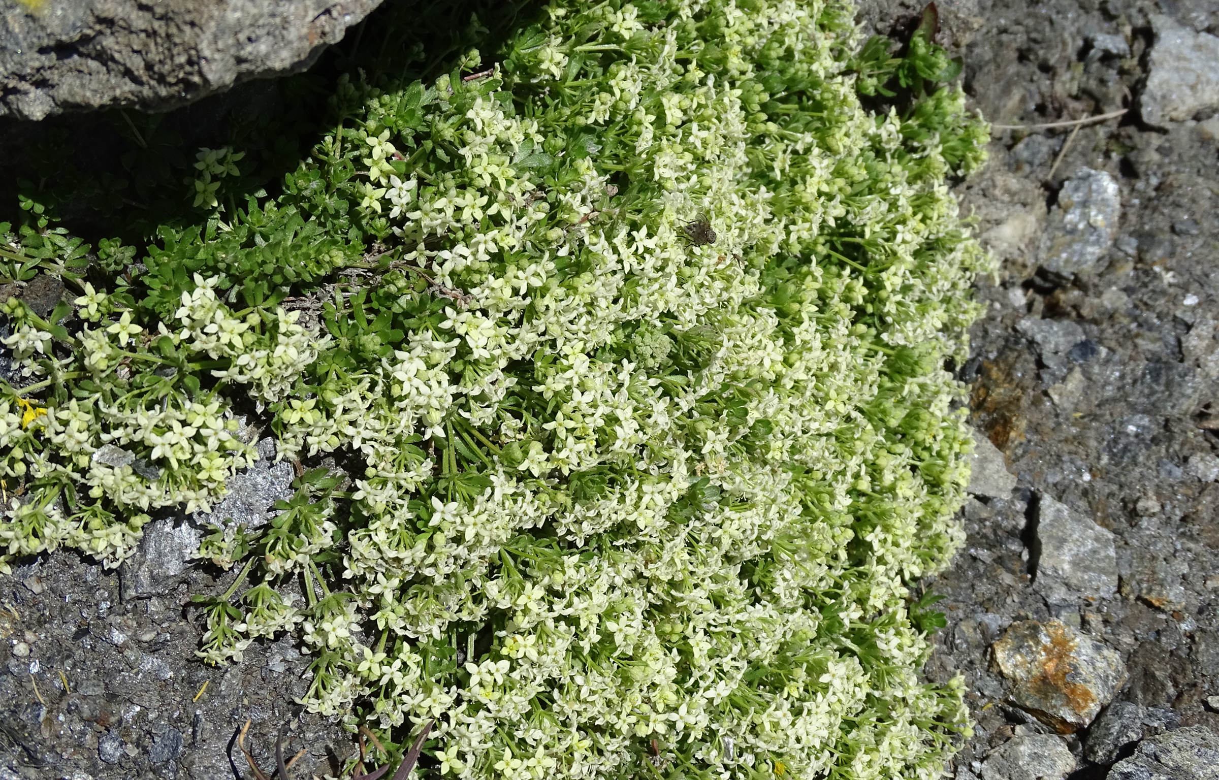 Afficher le média galium_pseudohelveticum4mv galium_pseudohelveticum4mv