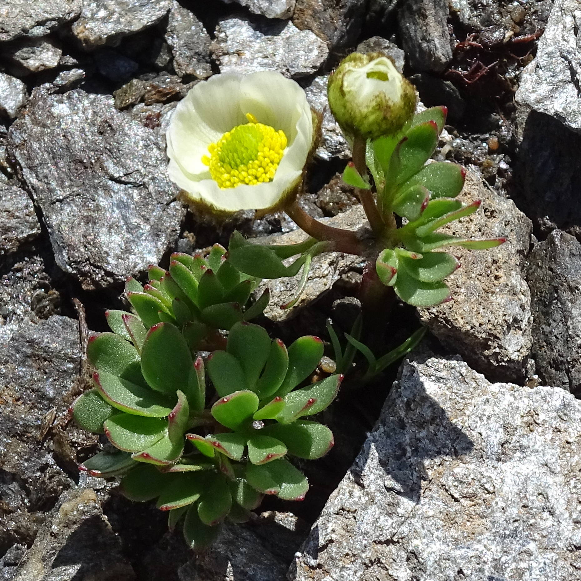 ranunculus_glacialis6mv