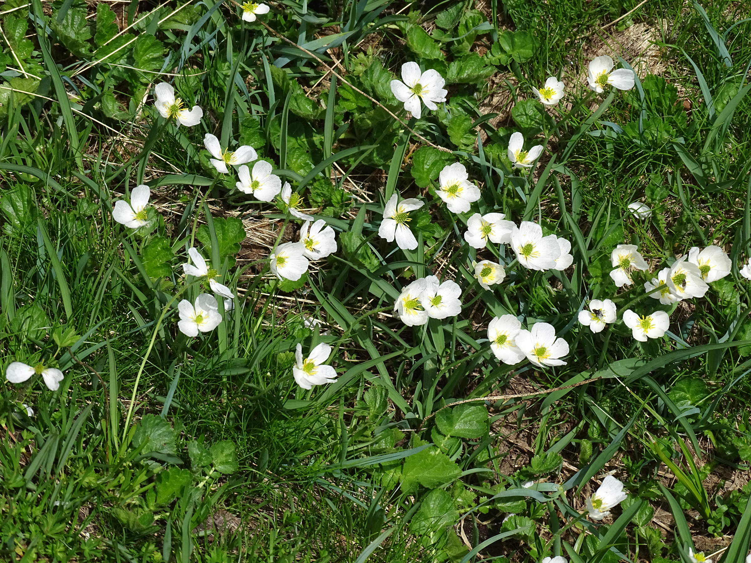 Afficher le média ranunculus_kuepferi2mv ranunculus_kuepferi2mv