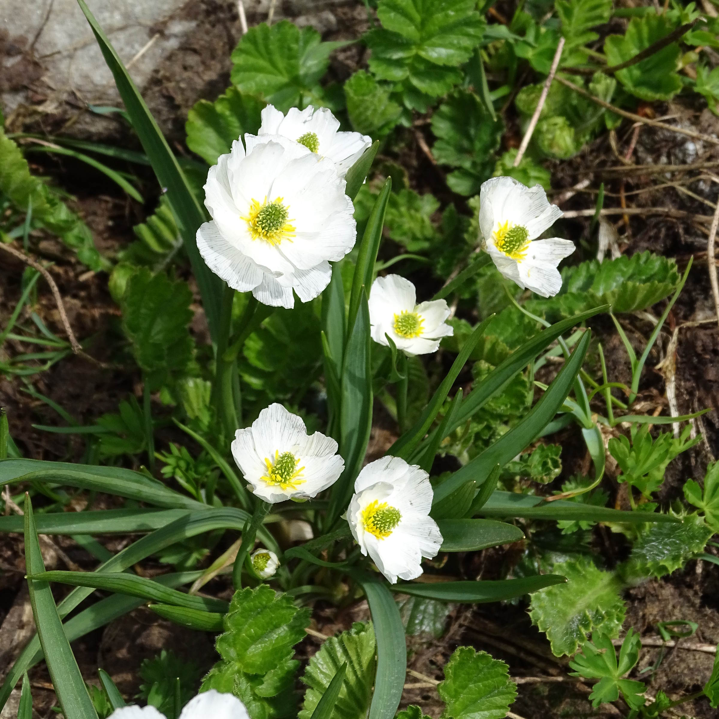 Afficher le média ranunculus_kuepferi3mv ranunculus_kuepferi3mv