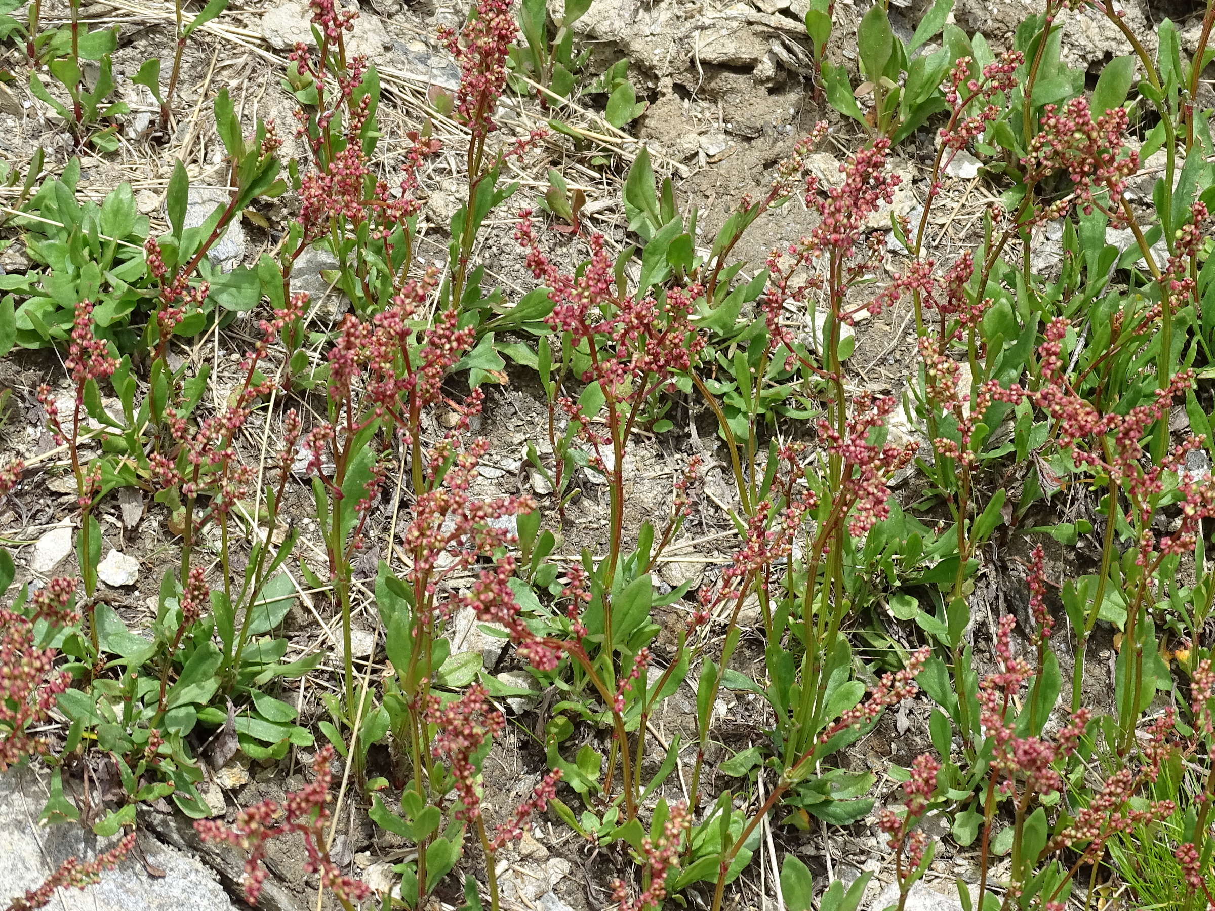 rumex_acetosa5mv