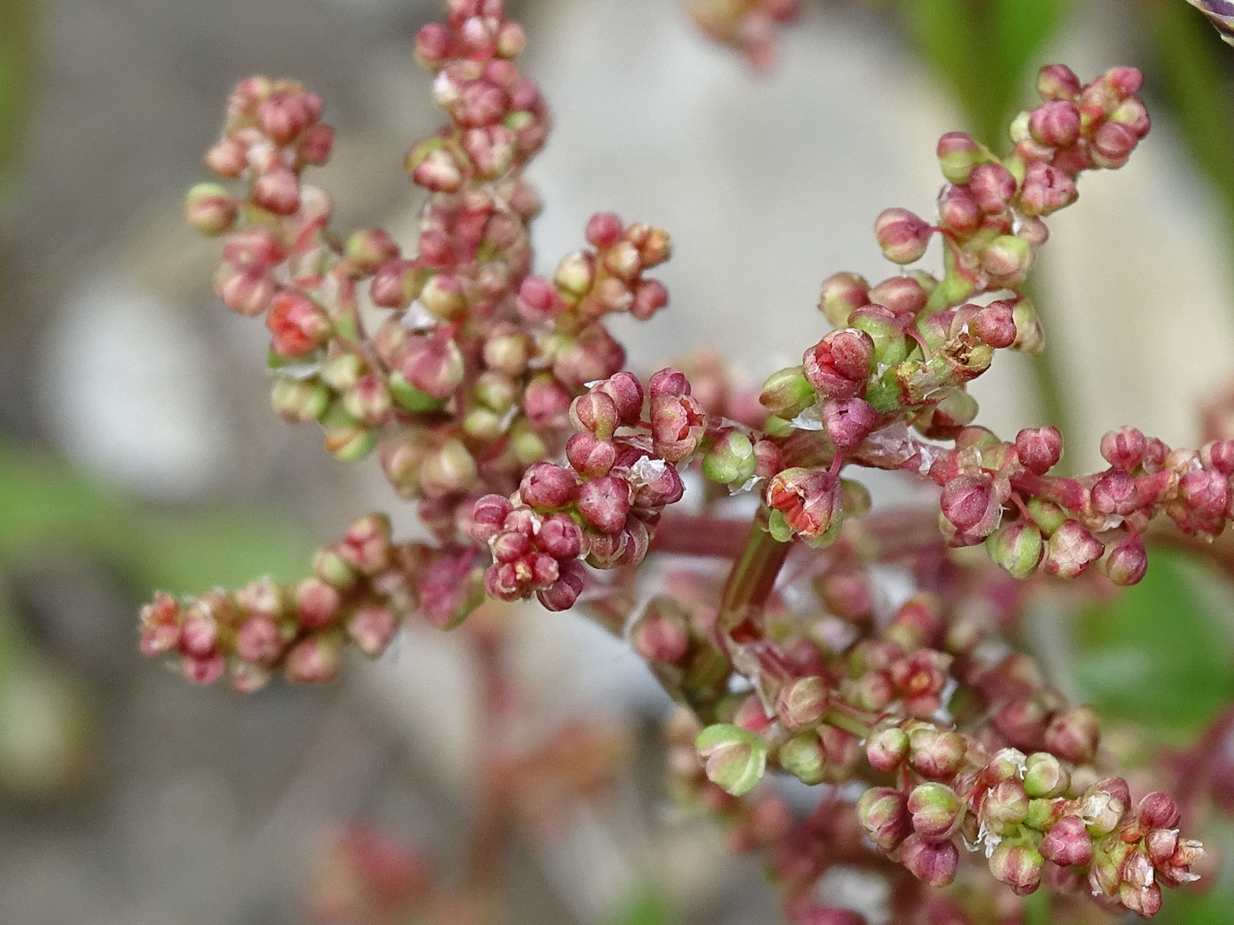 rumex_acetosa6mv