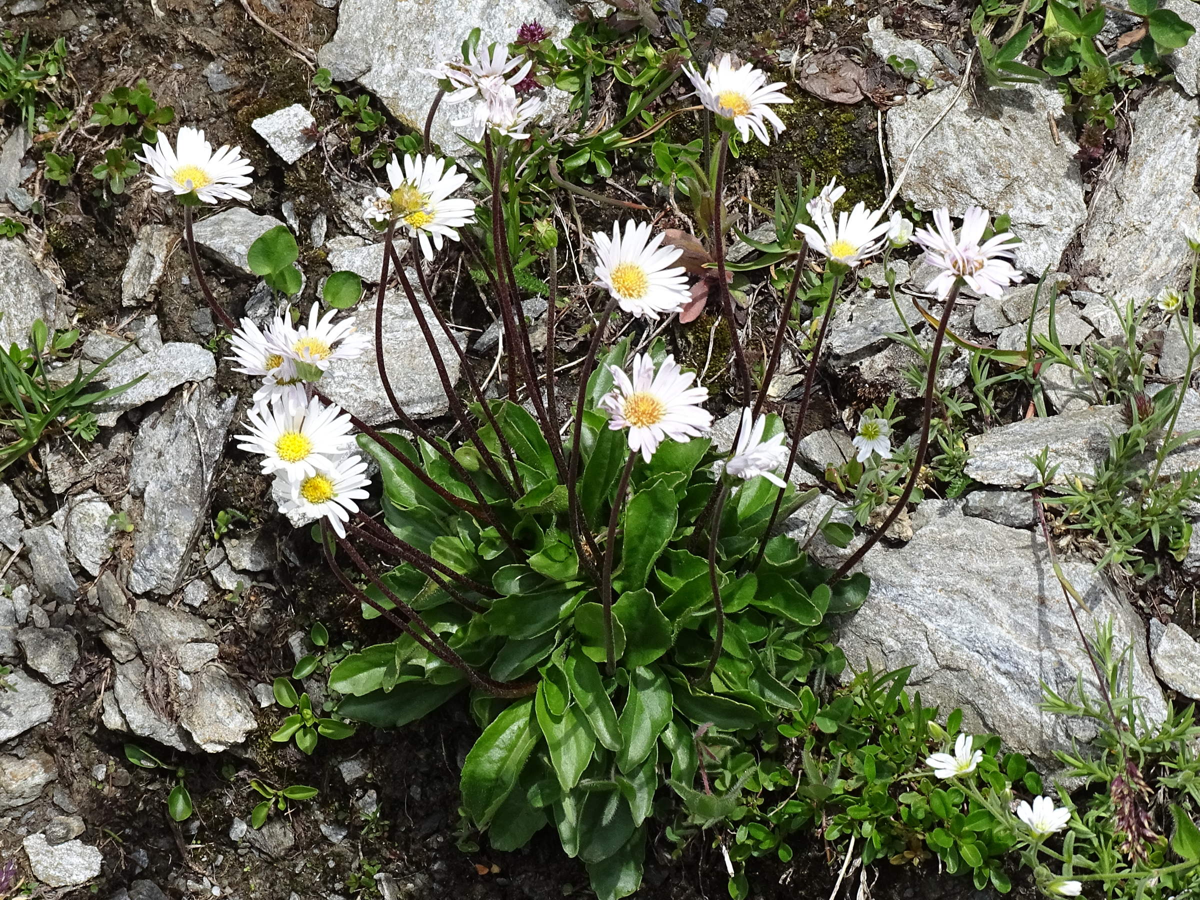 Afficher le média bellidiastrum_michelii1mv bellidiastrum_michelii1mv