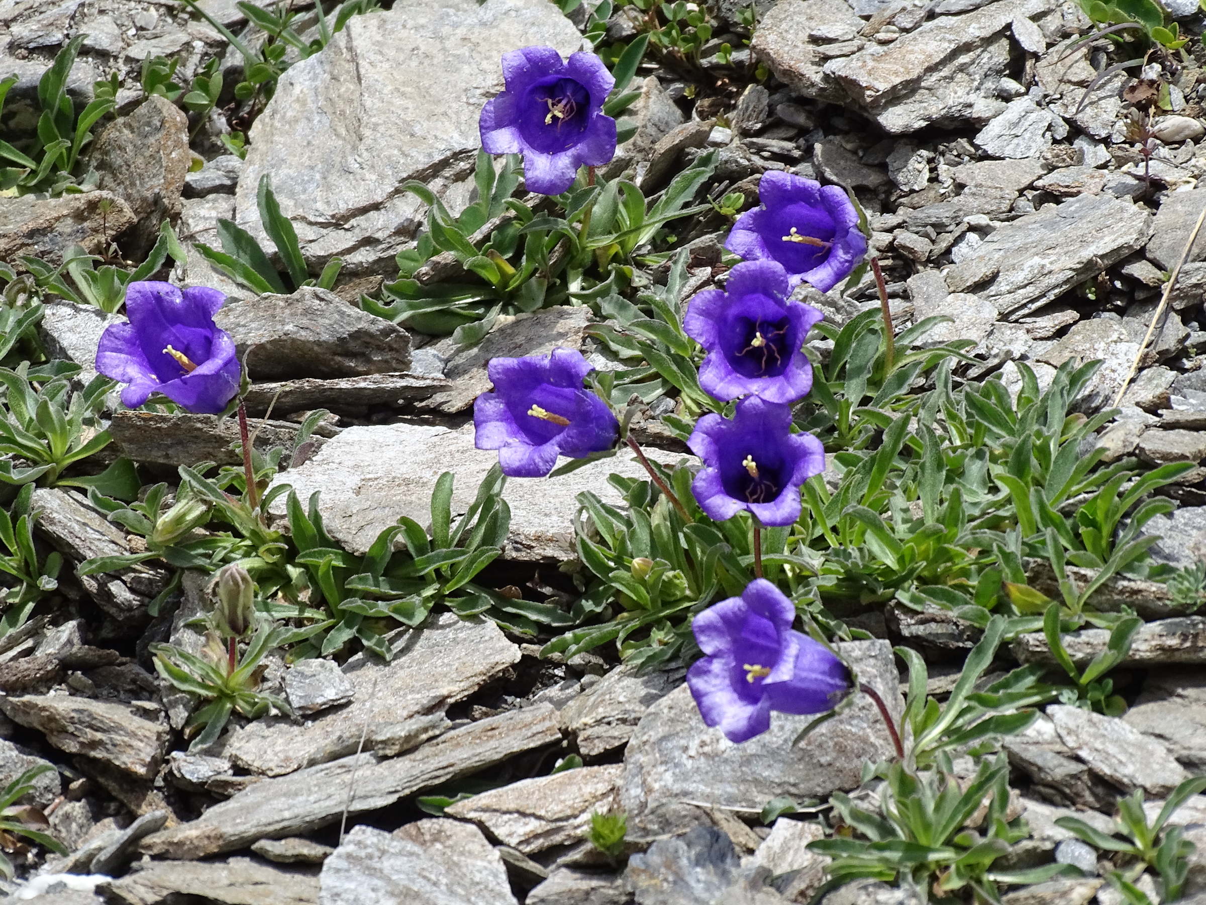 Afficher le média campanula_alpestris6mv campanula_alpestris6mv