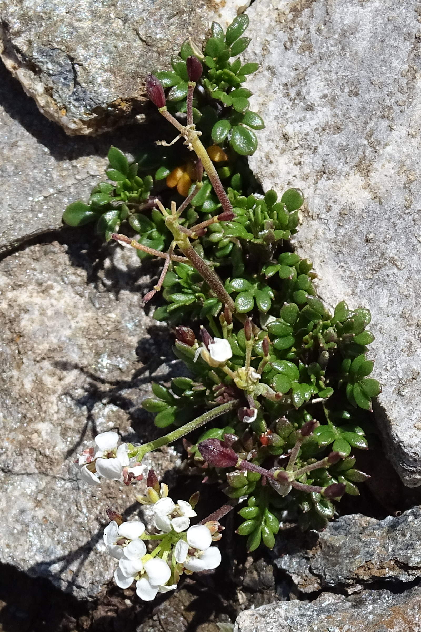 Afficher le média hornungia_alpina4mv hornungia_alpina4mv