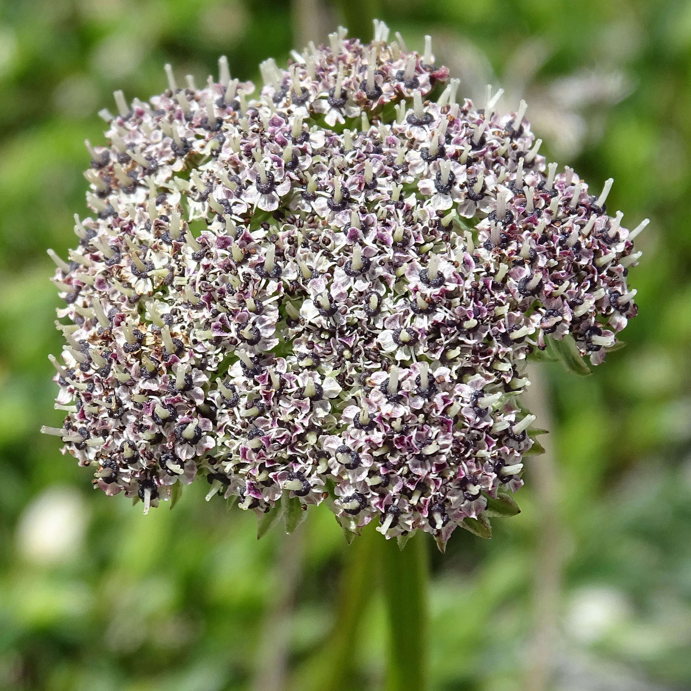 Afficher le média pachypleurum_mutelloides4mv pachypleurum_mutelloides4mv