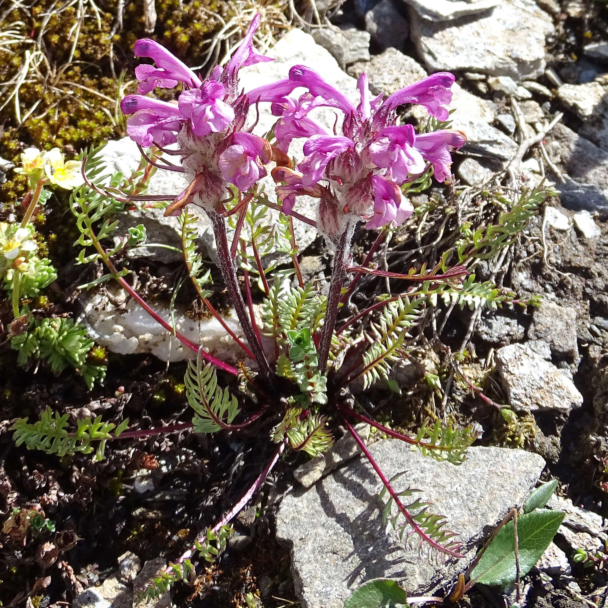 Afficher le média pedicularis_rosea_allionii1mv pedicularis_rosea_allionii1mv
