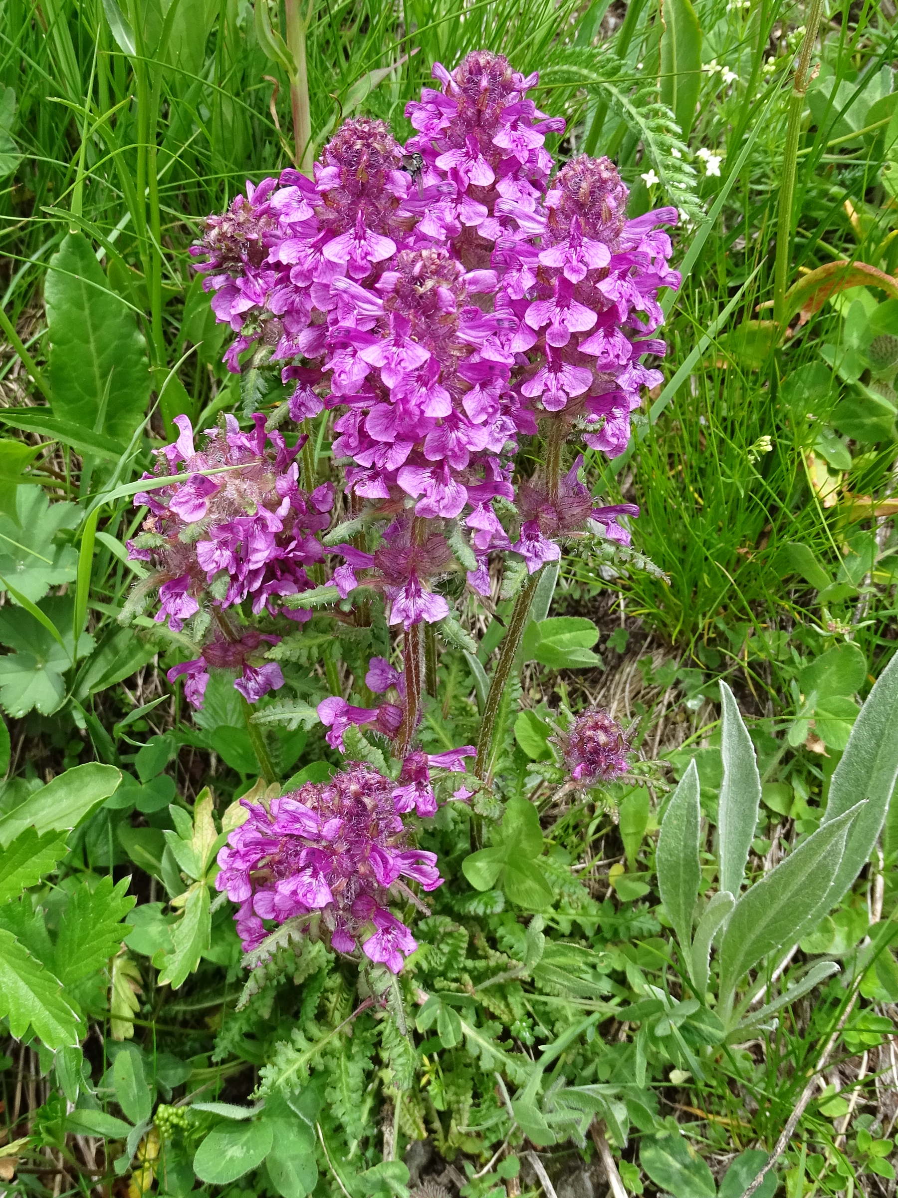 pedicularis_verticillata4mv