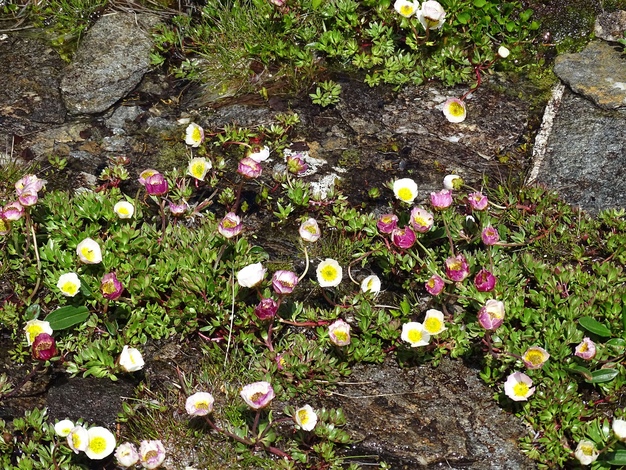 ranunculus_glacialis7mv