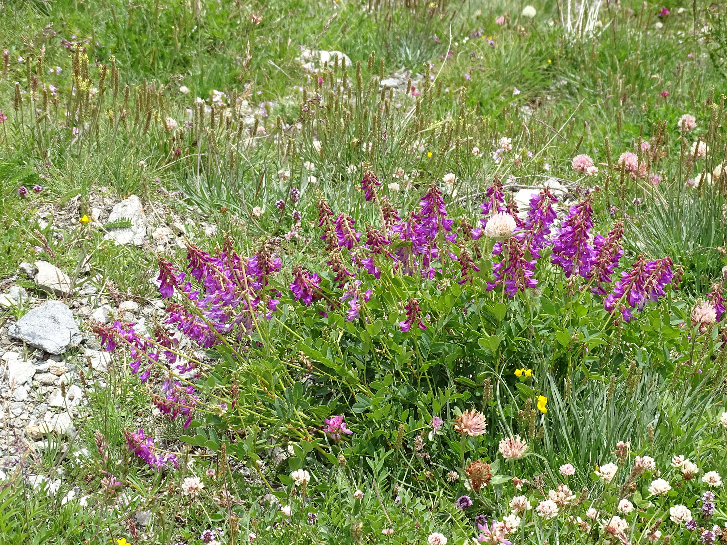 hedysarum_brigantiacum1mv