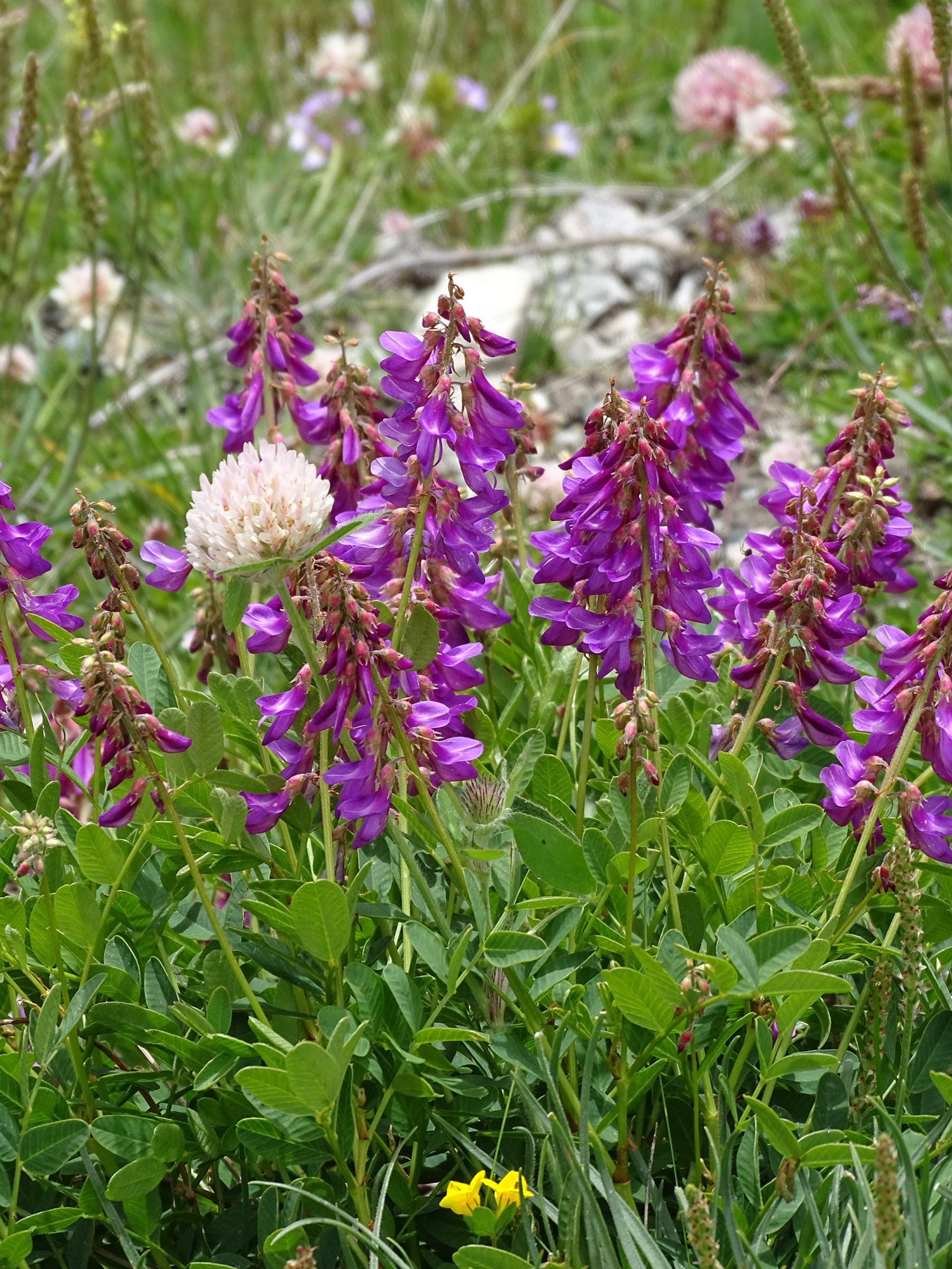 hedysarum_brigantiacum2mv