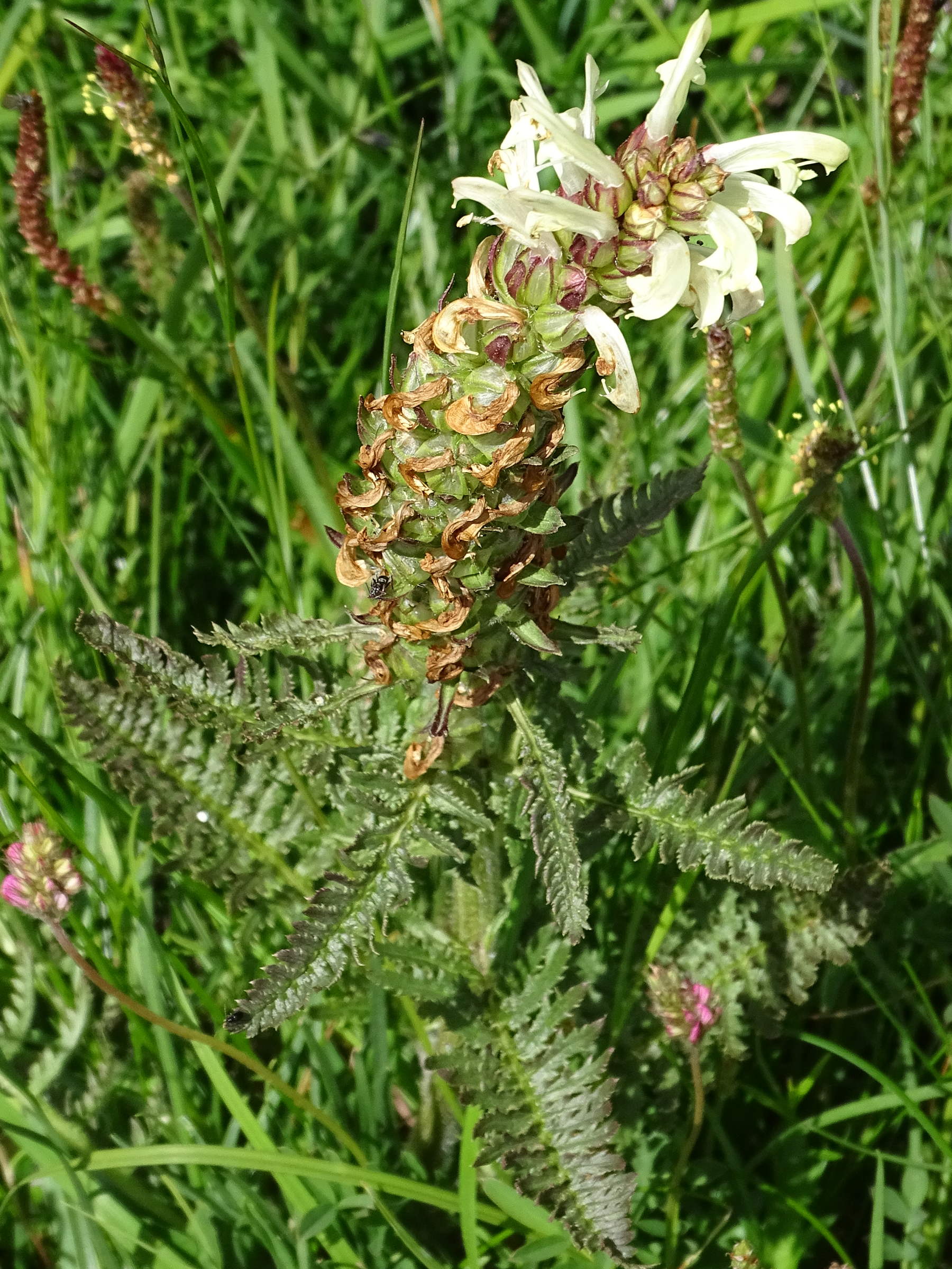 Afficher le média pedicularis_comosa3mv pedicularis_comosa3mv