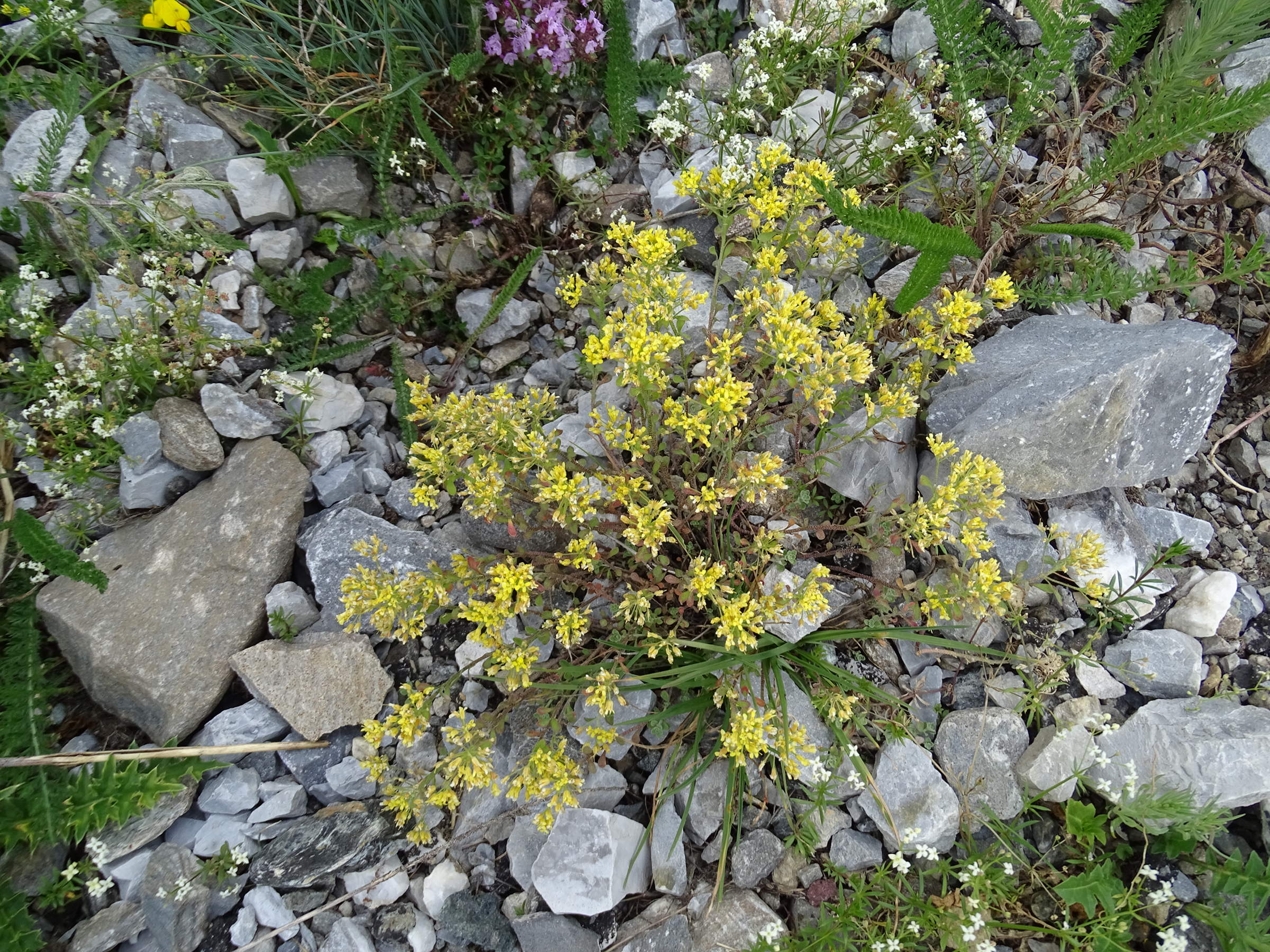 Afficher le média alyssum_alpestre5mv alyssum_alpestre5mv