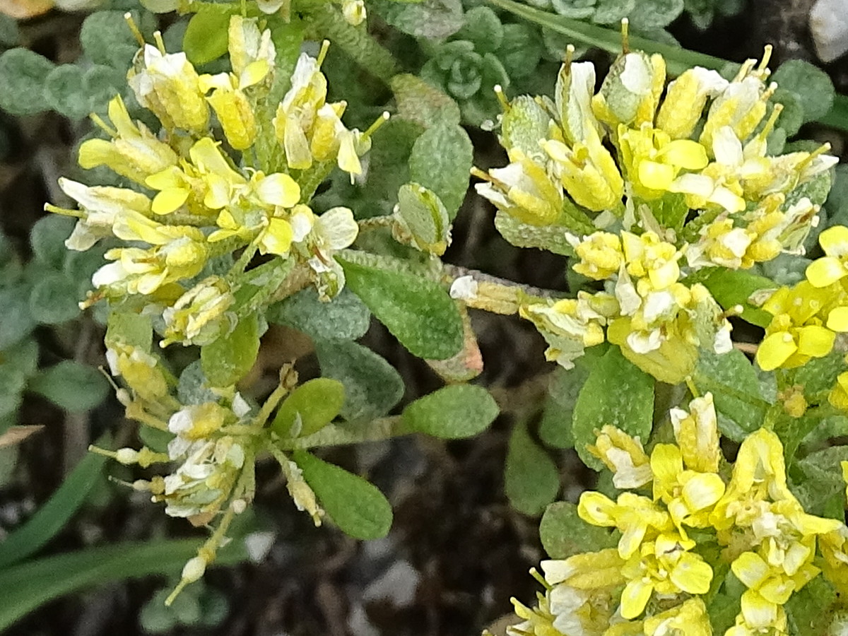 Afficher le média alyssum_alpestre6mv alyssum_alpestre6mv